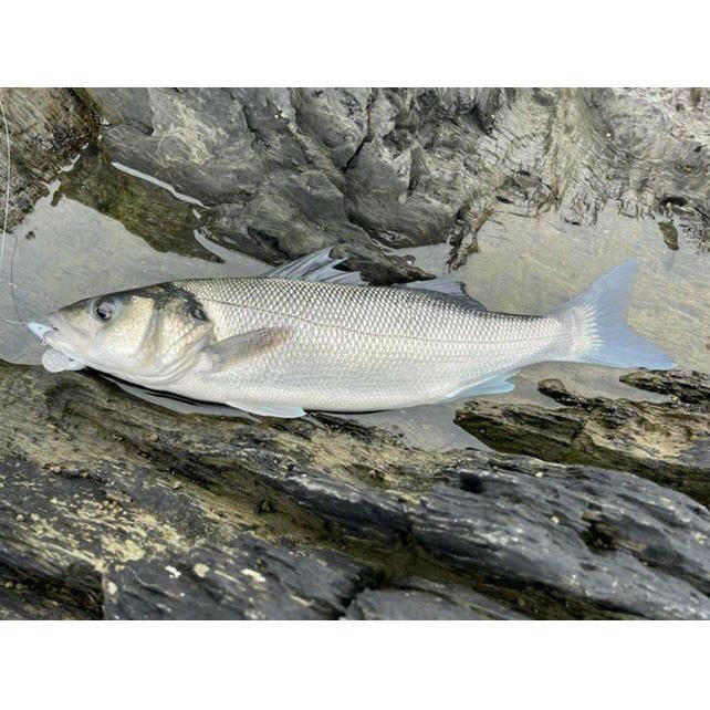 Weighted Sandeel Bass Lure 120mm 23g - Bass Lures UK