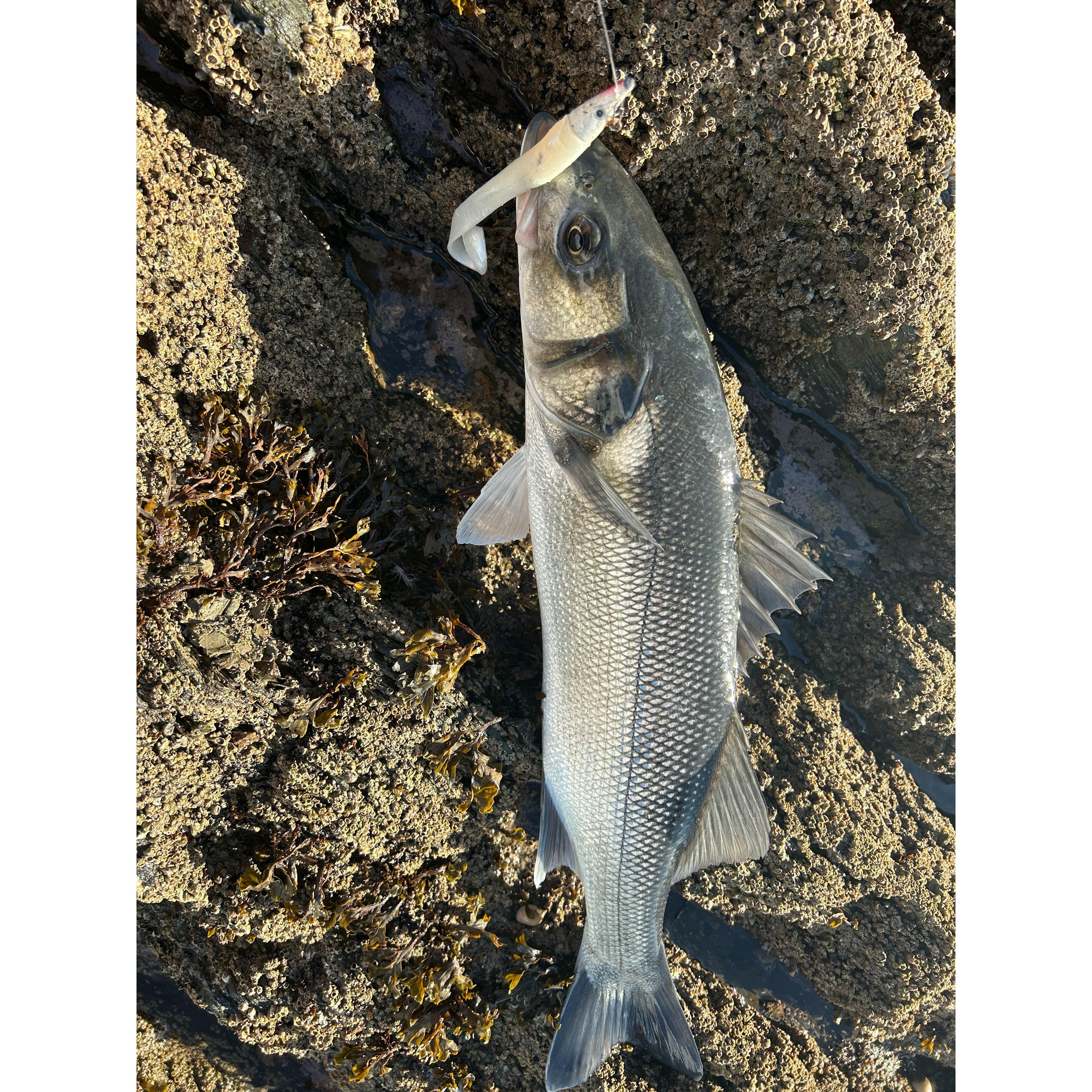 Red Gill Evolution V8 Jig Series Bass Lure Sets - Bass Lures UK