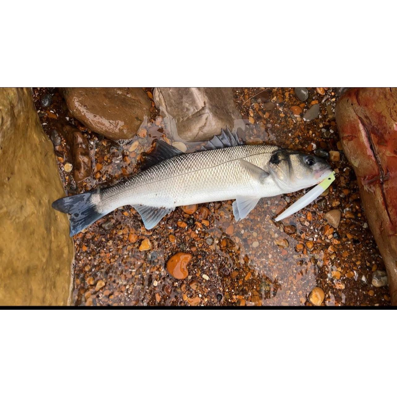 Large Shallow Diving 1m Bass Lure 140mm 18g