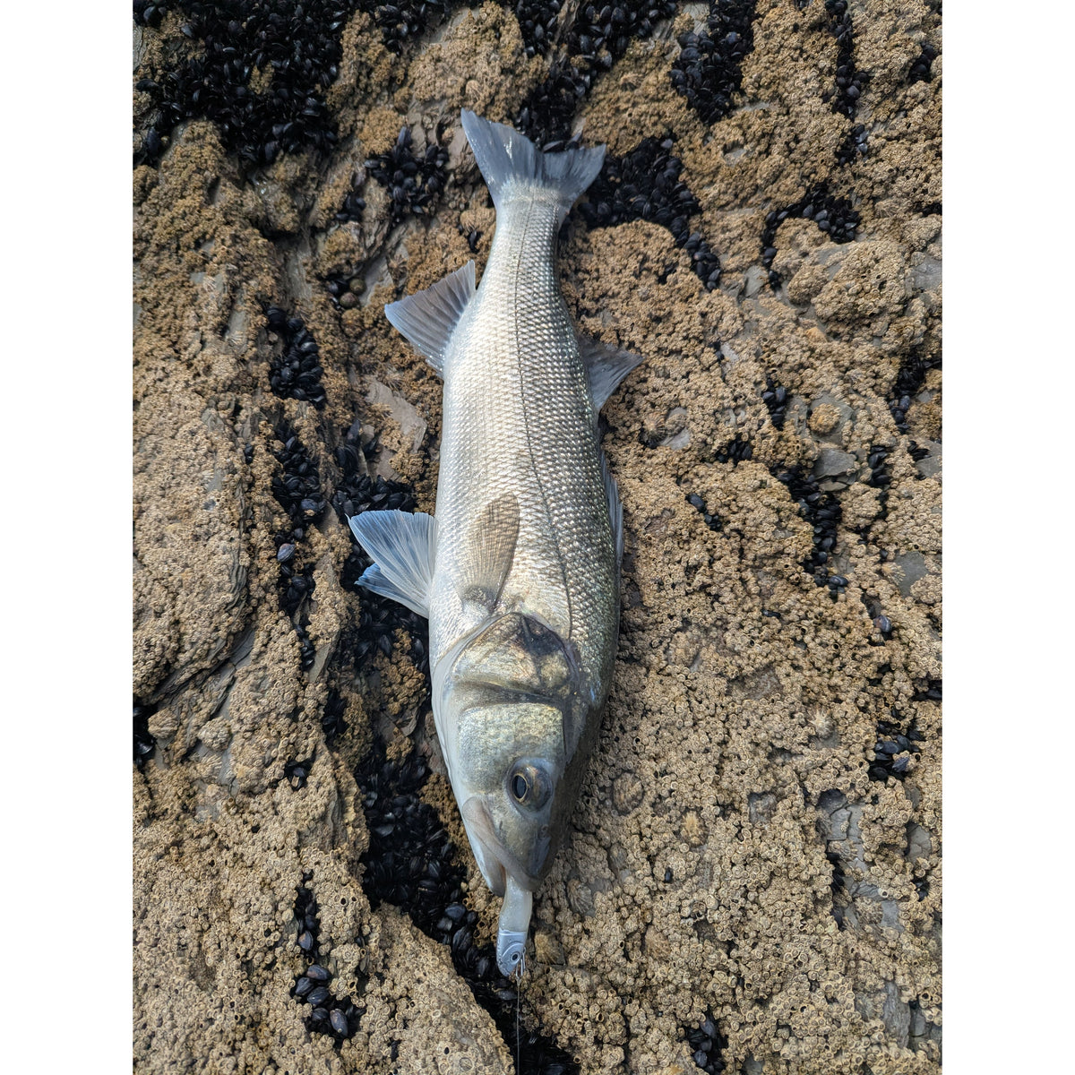 Drift Weedless Shoal Shad Double Combo Bass Lure