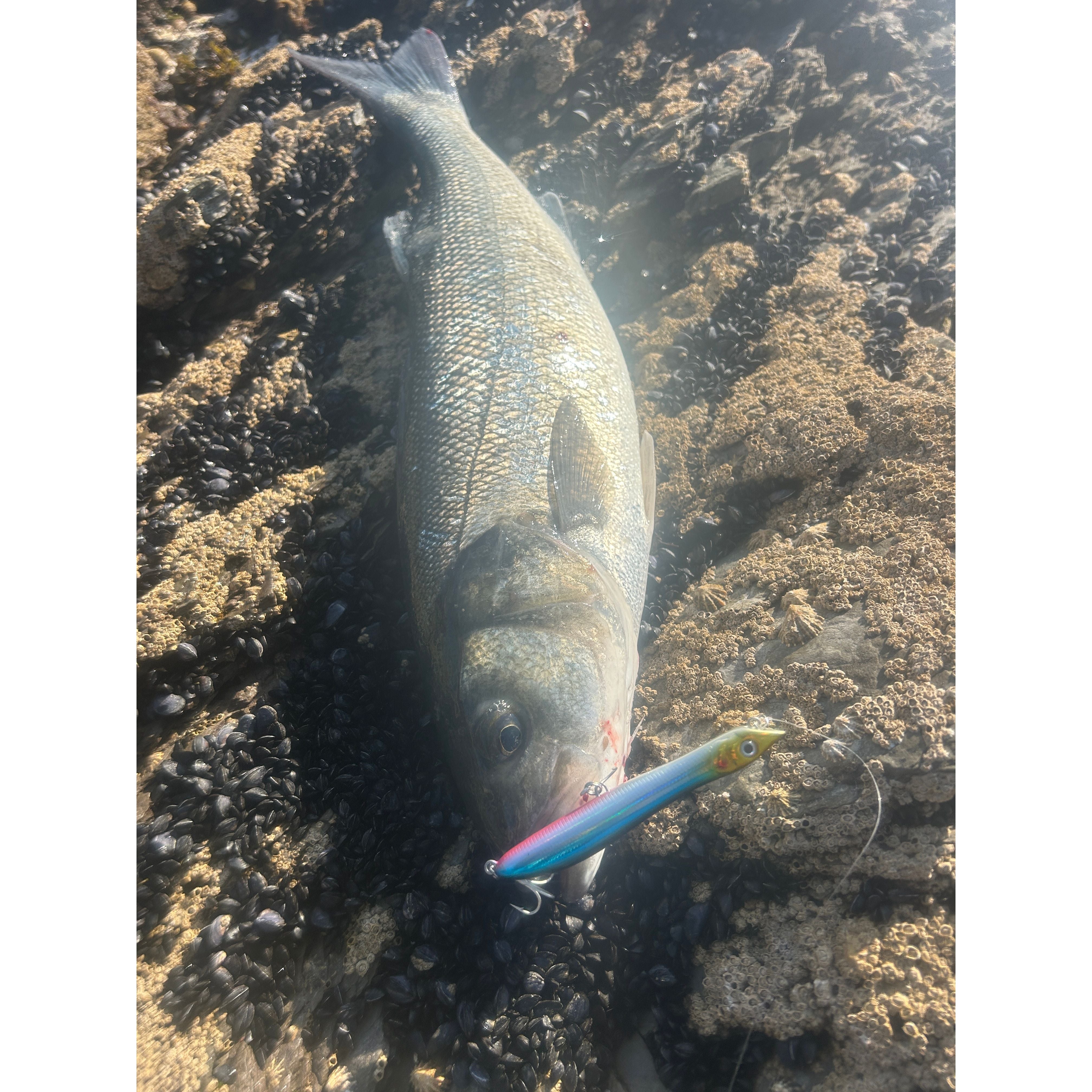 Small Surface Topwater Bass Lure 100mm 11g