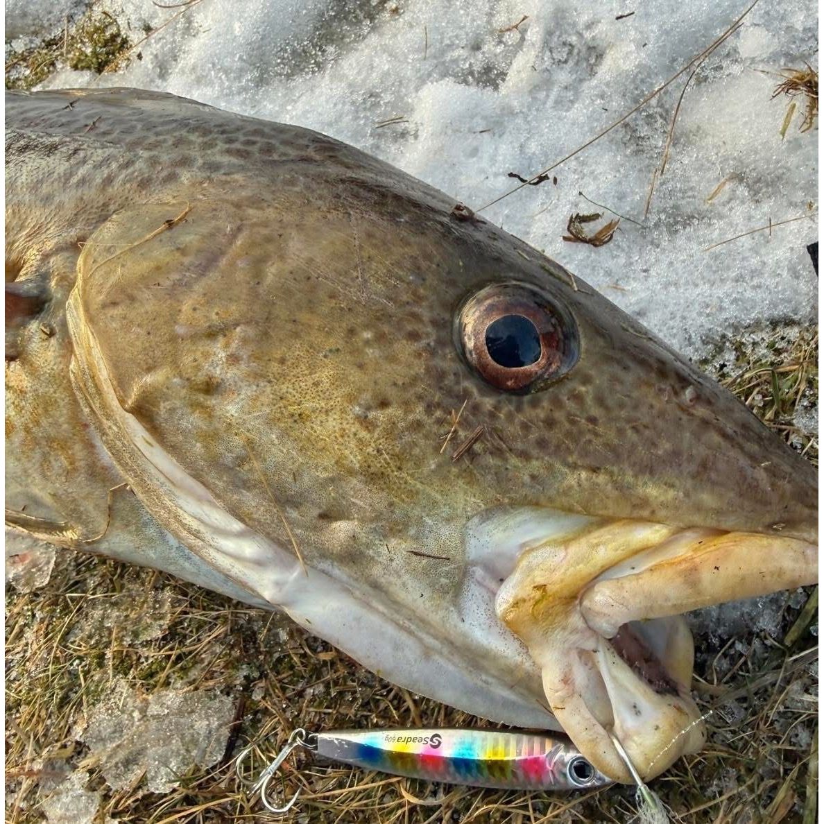 Seadra Aqua-Bullet Bait Fish Casting Bass Jig