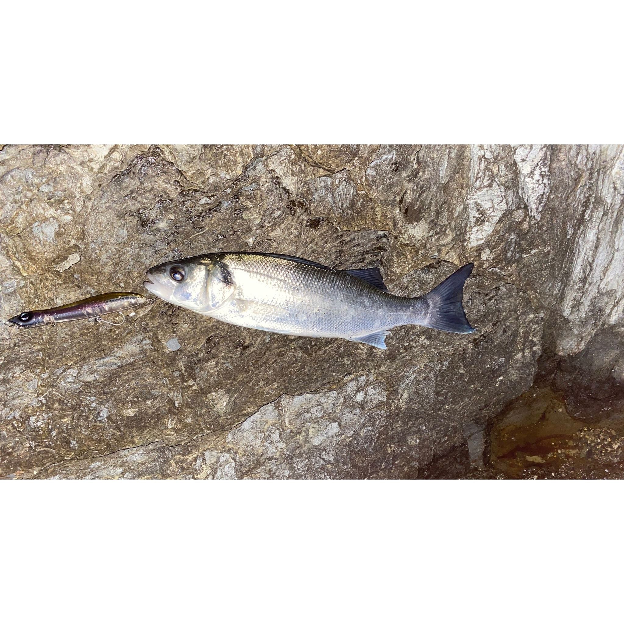 Medium Surface Topwater Bass Lure 125mm 19g