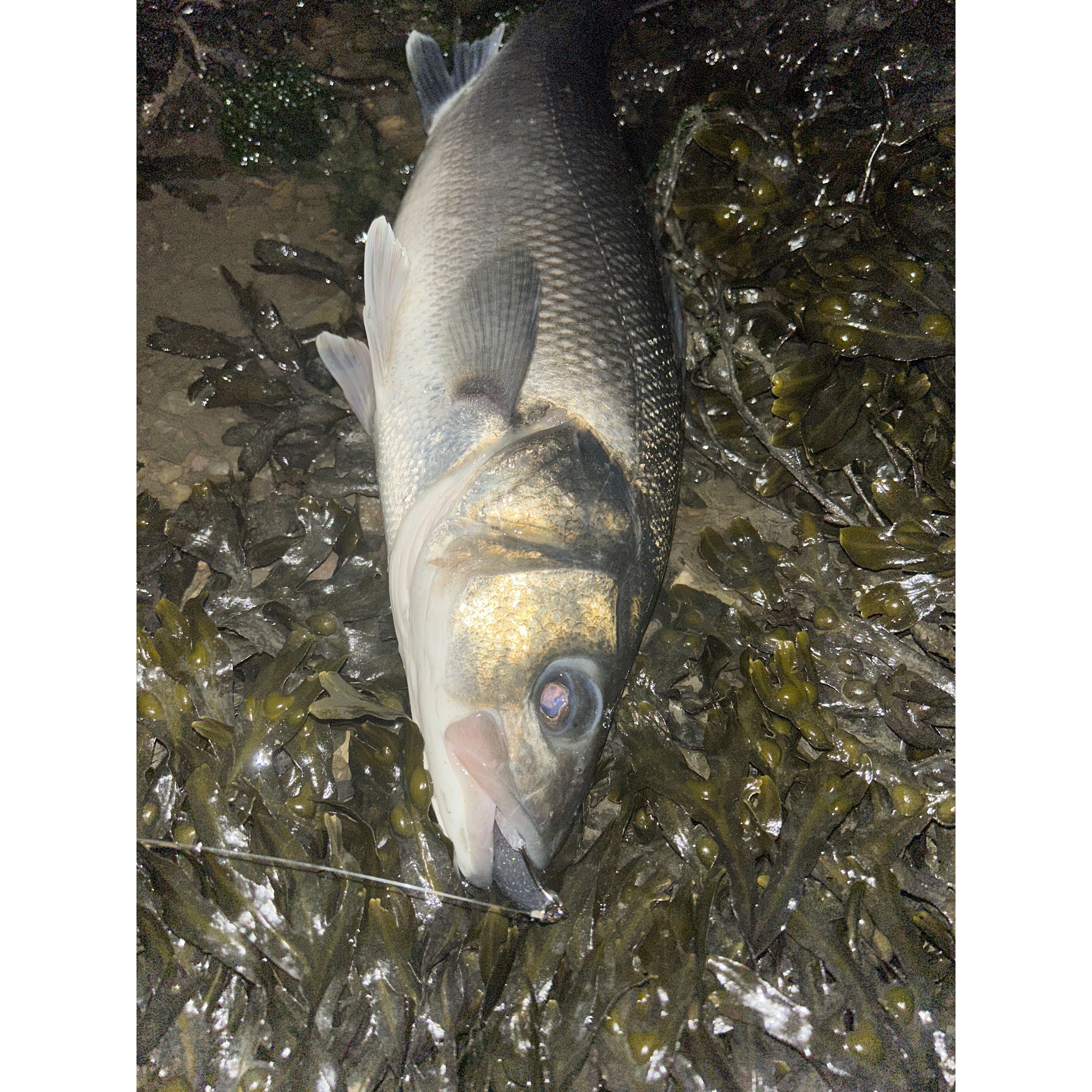 4” Handmade Cornish Split Shad Bass Lure Sets (NEW)