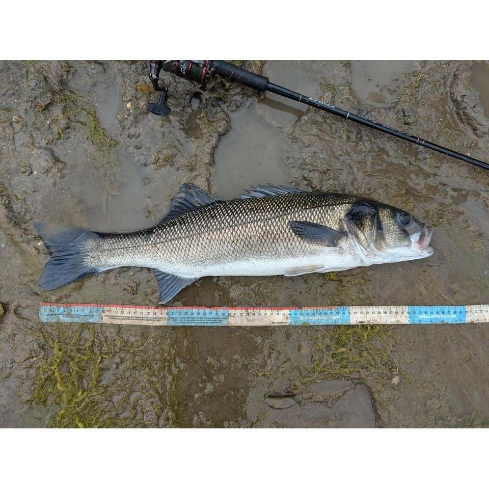 BASS Measuring Tape MK II - Bass Lures UK