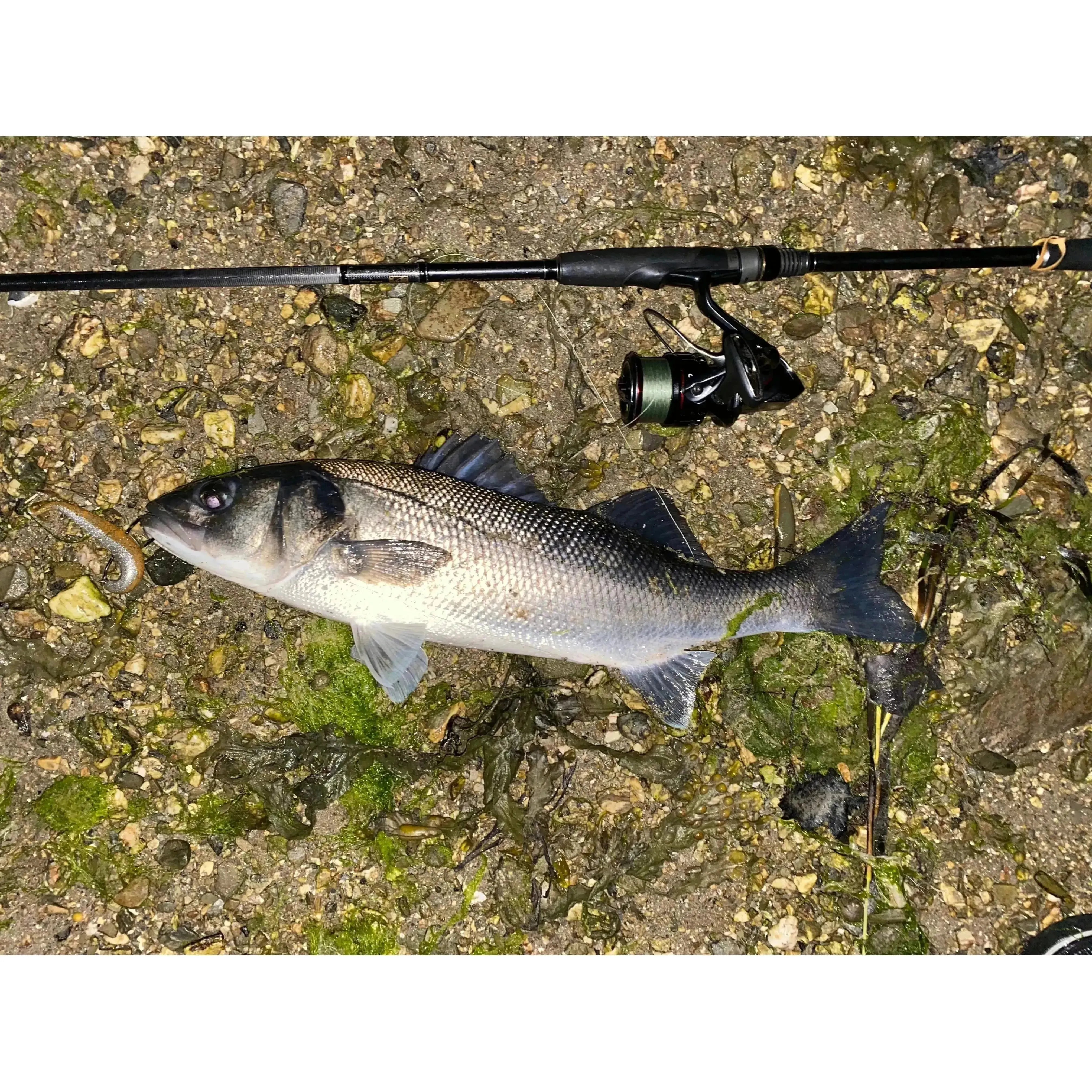 5” T - Tail Soft Bass Lure Sets - Bass Lures UK