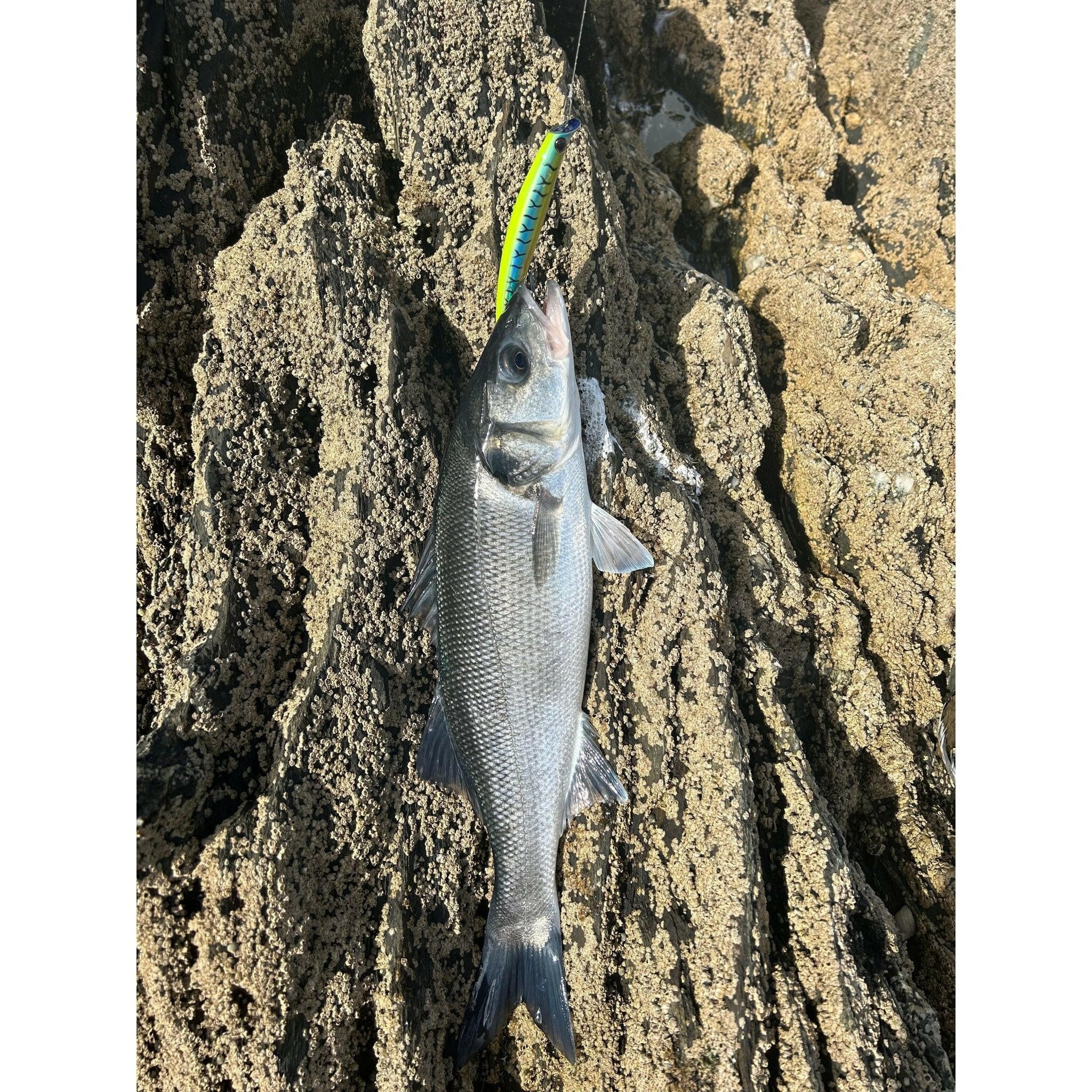 Medium Shallow Diving 1m Bass Lure 120mm 15g - Bass Lures UK