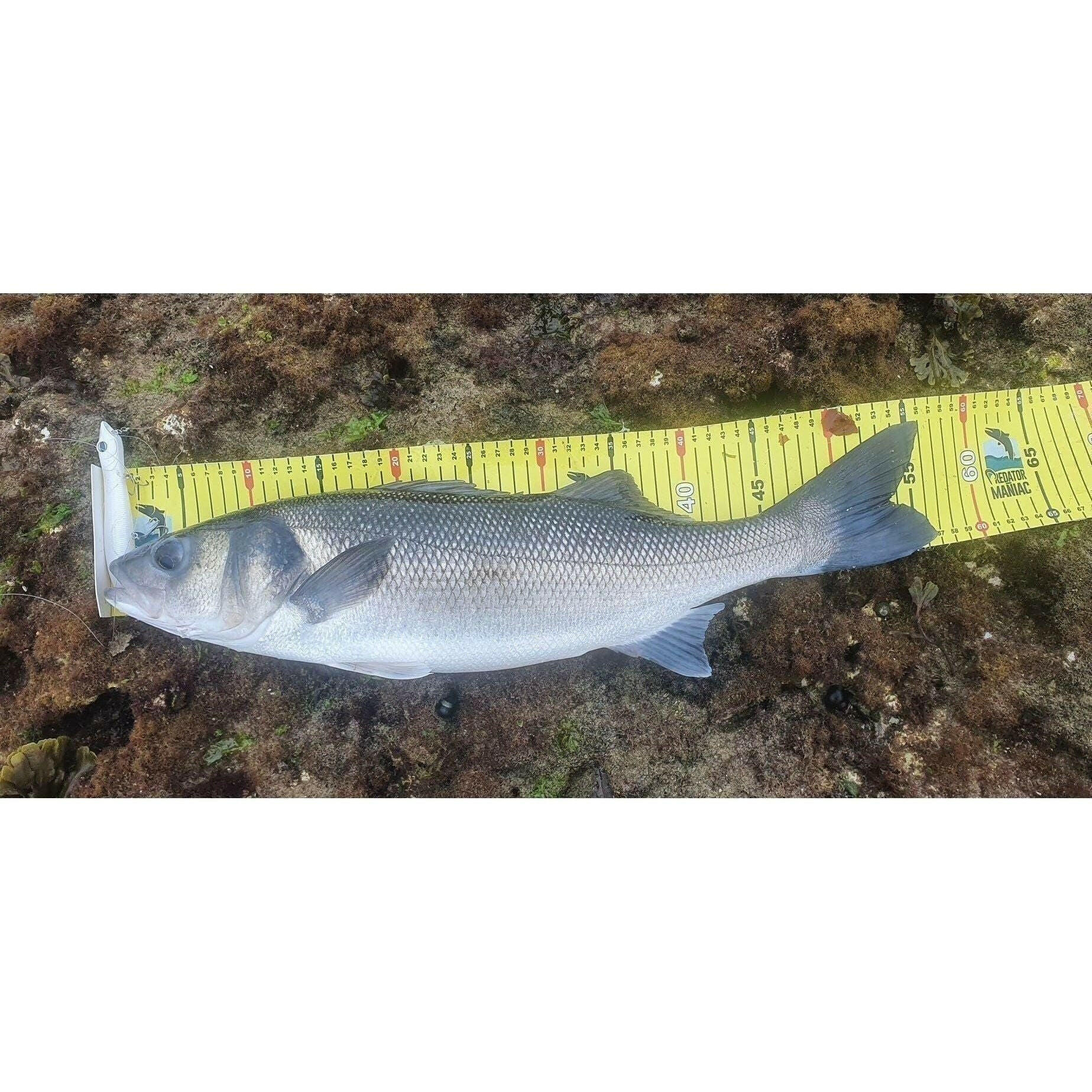 Medium Surface Topwater Bass Lure 125mm 19g - Bass Lures UK