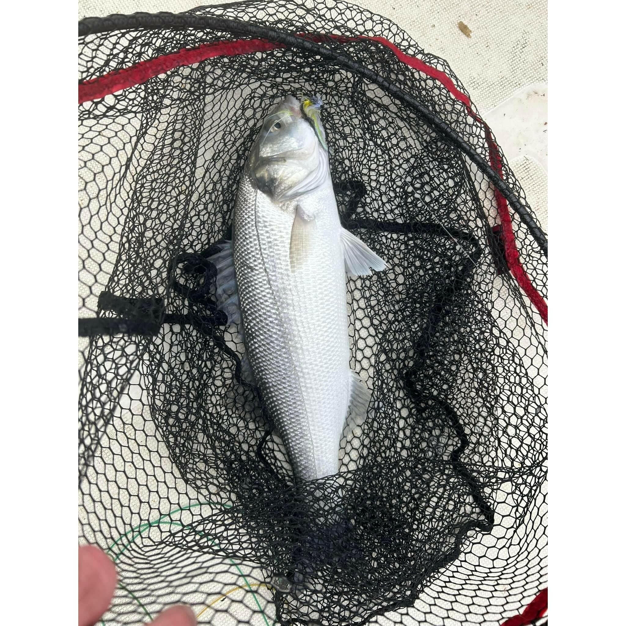 Saltwater Species Fly Packs - Bass Lures UK