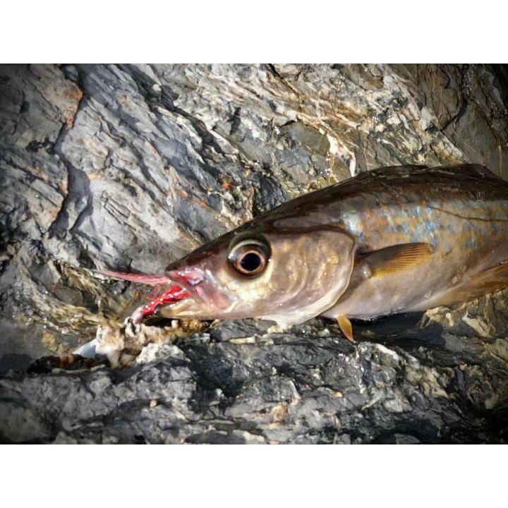 Saltwater Species Fly Packs - Bass Lures UK