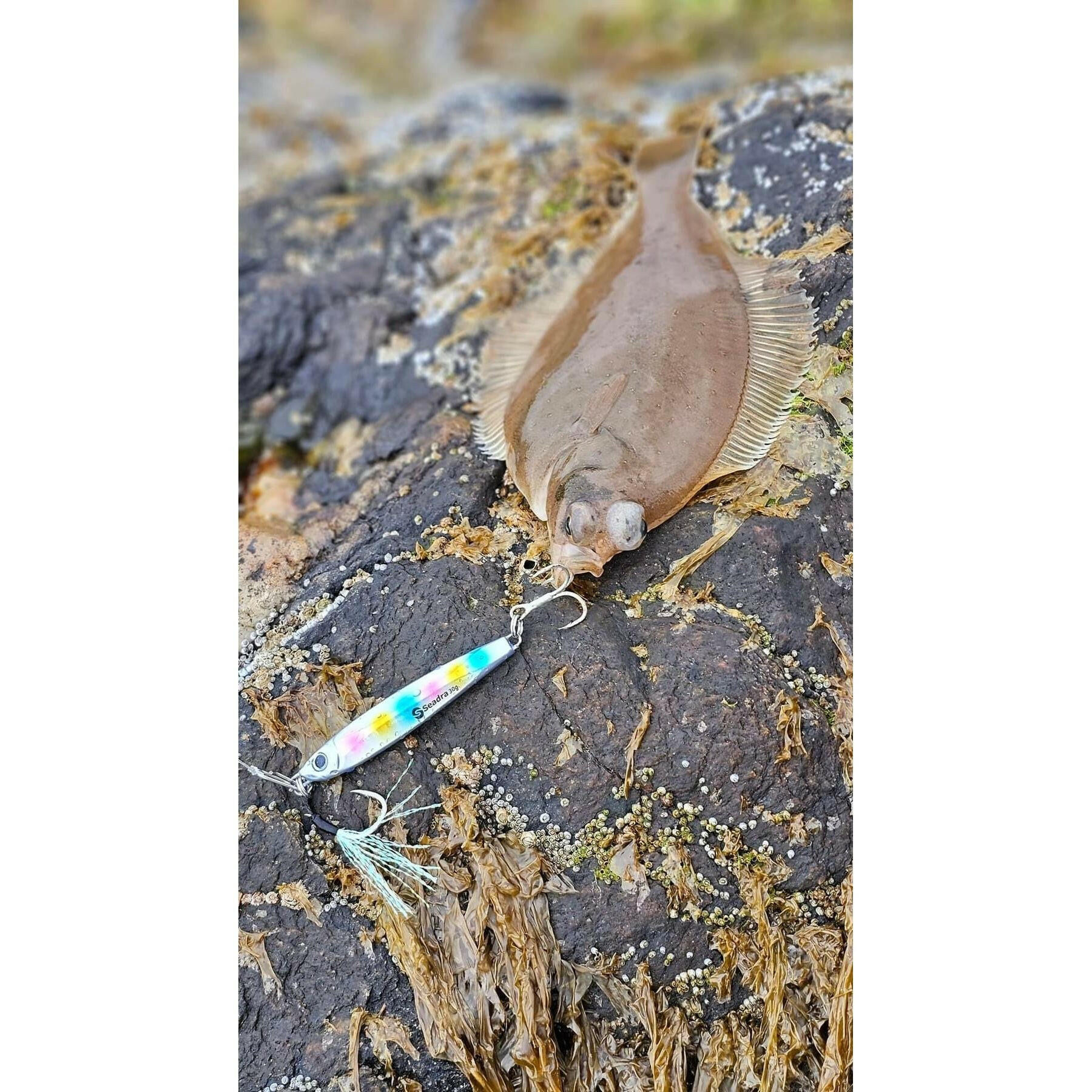 Seadra Aqua - Bullet Bait Fish Casting Bass Jig - Bass Lures UK