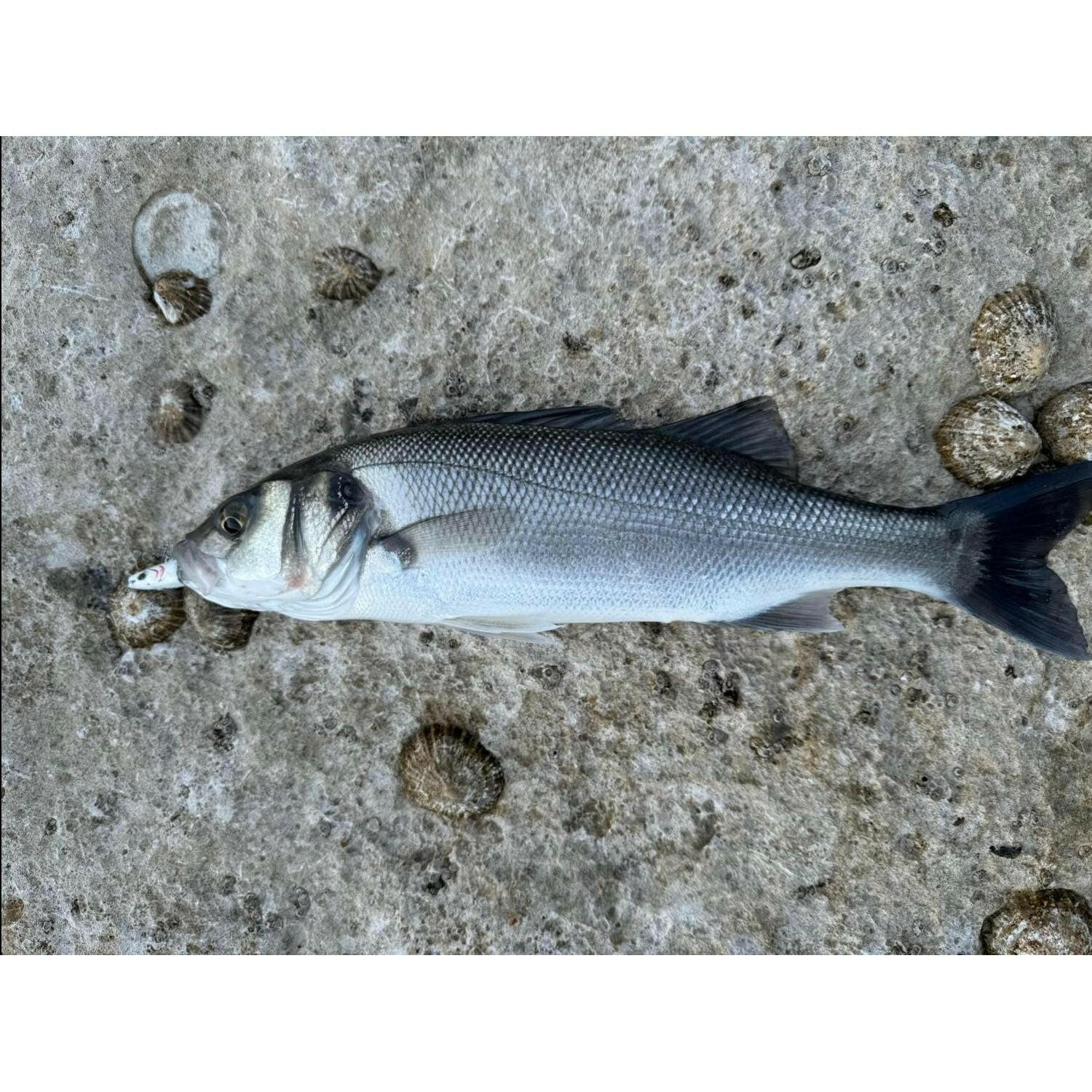 Weighted Sandeel Bass Lure 140mm 27g - Bass Lures UK