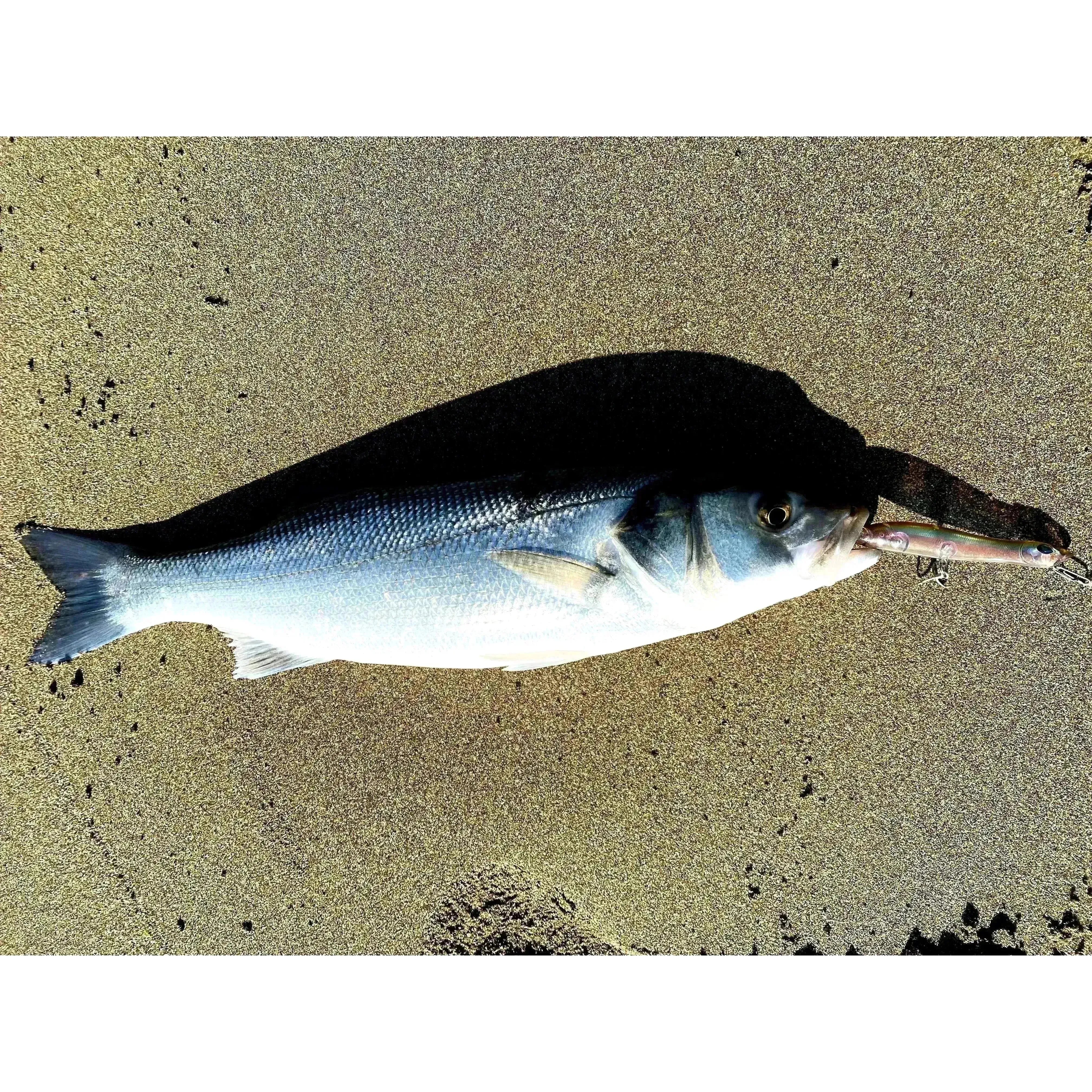 Small Surface Topwater Bass Lure 105mm 11g - Bass Lures UK