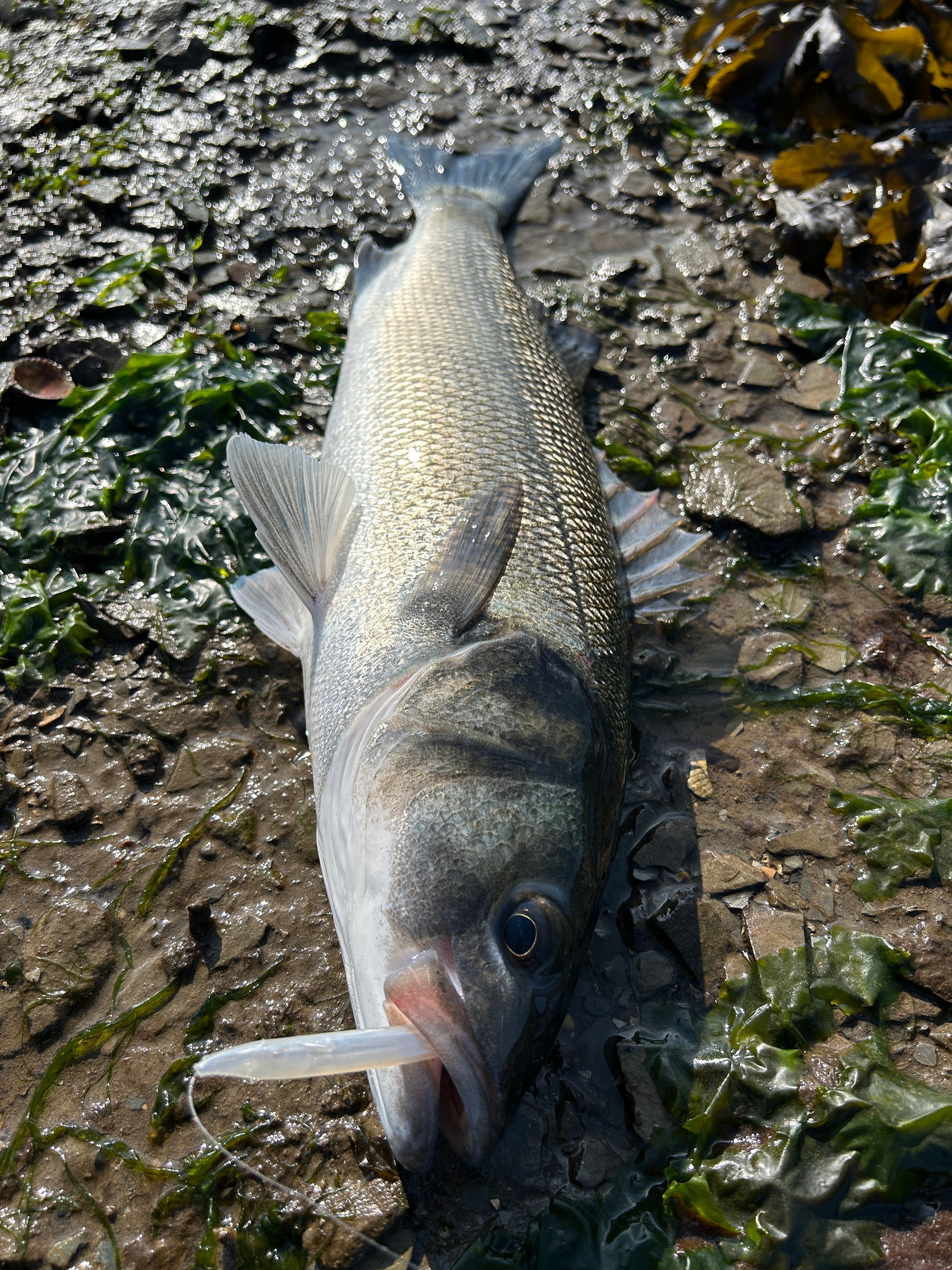 Anti-Tangle Bombarda Bass Fishing.