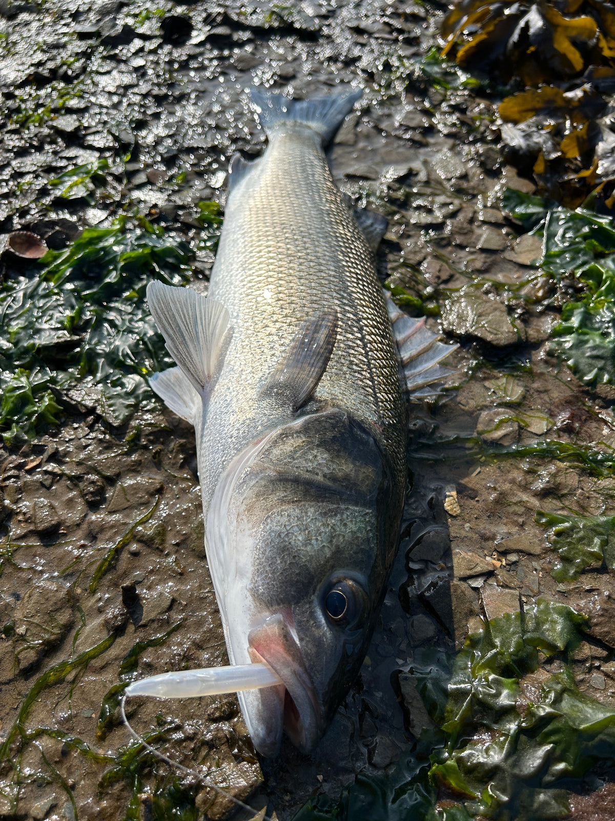 Anti-Tangle Bombarda Bass Fishing.