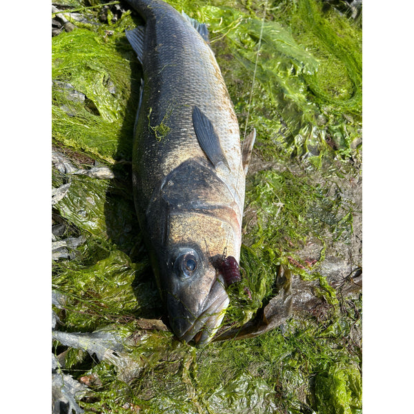 bass lure fishing cornwall Epic Day Lure Fishing for Bass in Cornwall: A 69cm PB and a Double Bas