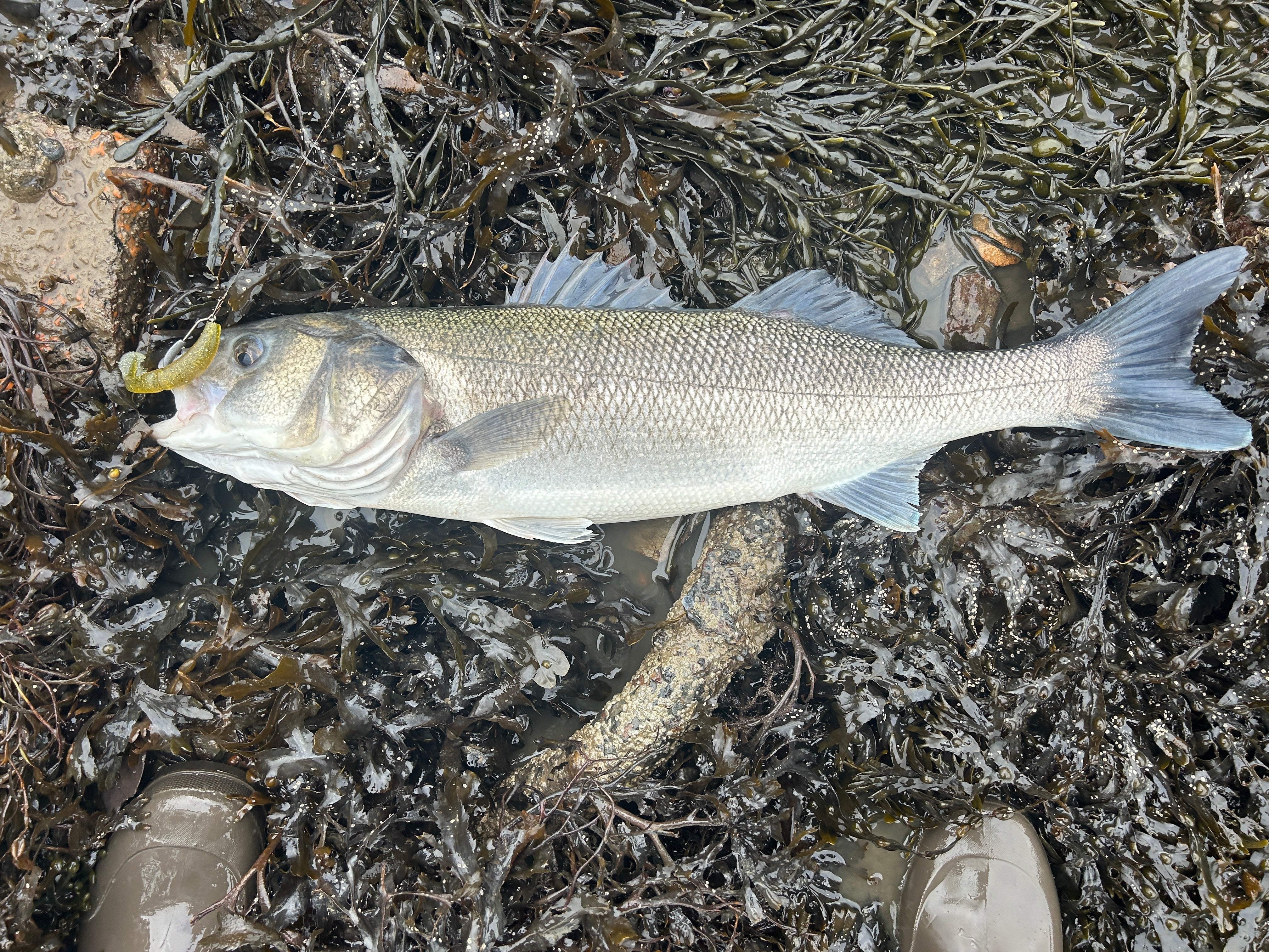 How I caught my Personal Best bass in 2025