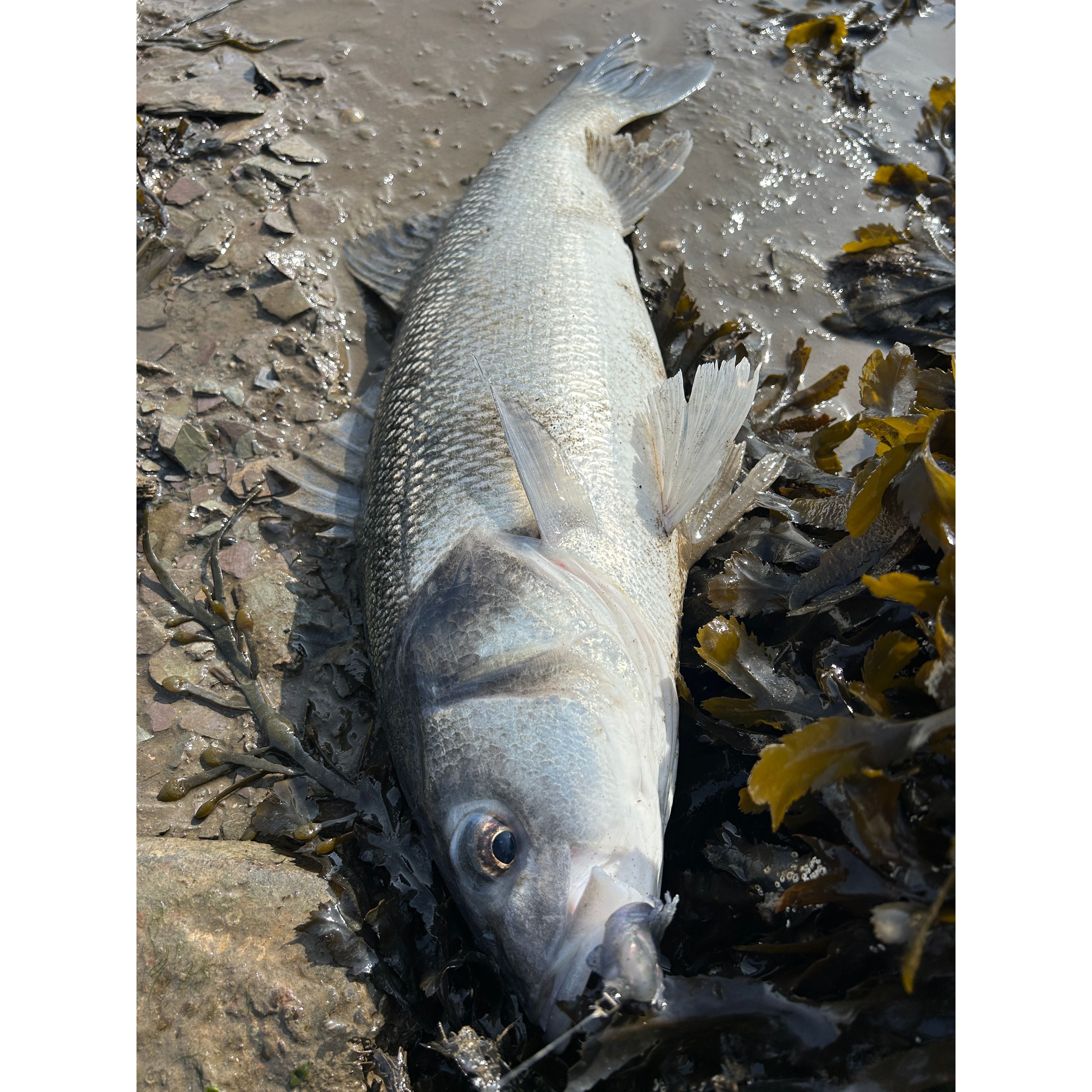 Small Creature Bait Bass Lures & Sets