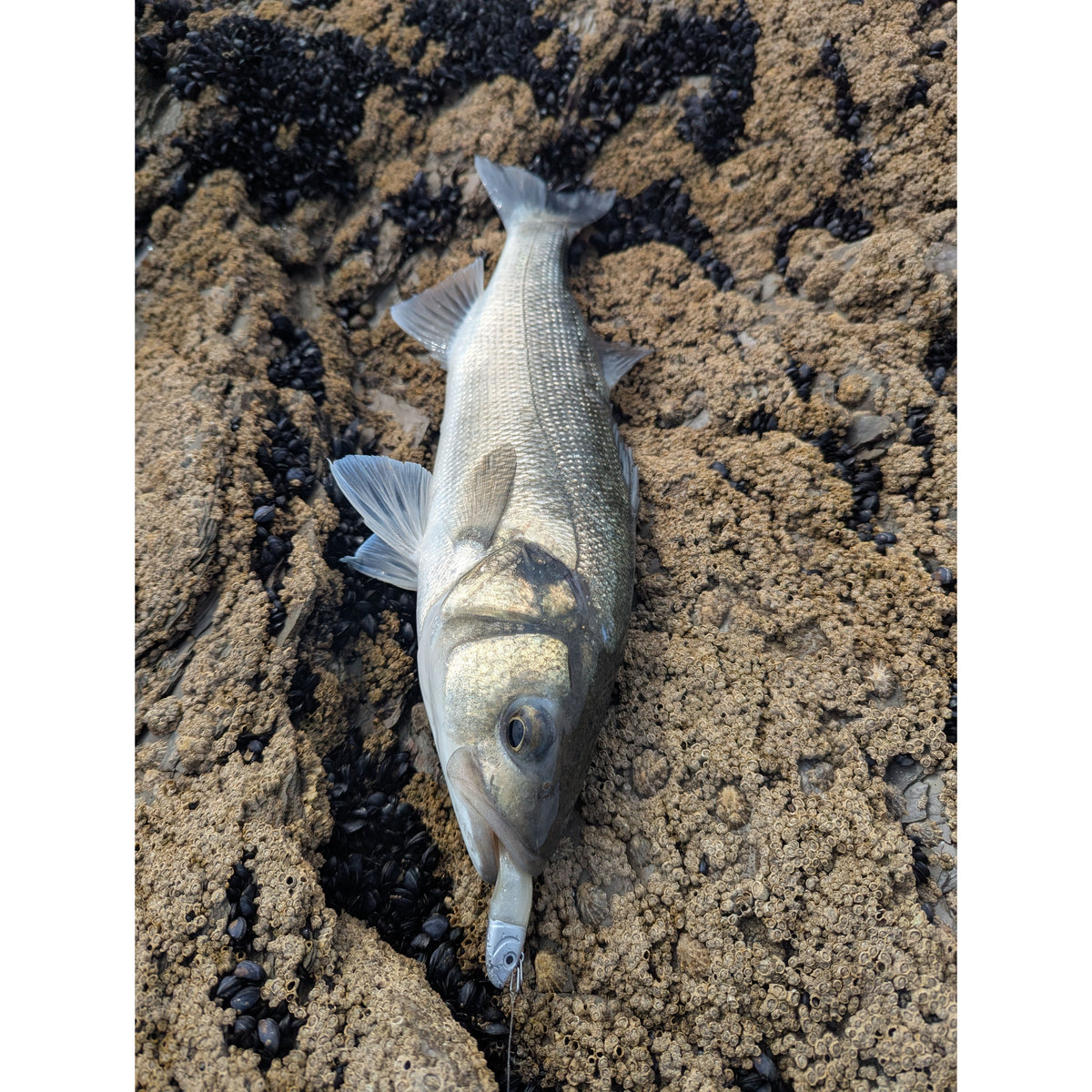 Drift Weedless Shoal Shad Double Combo Bass Lure