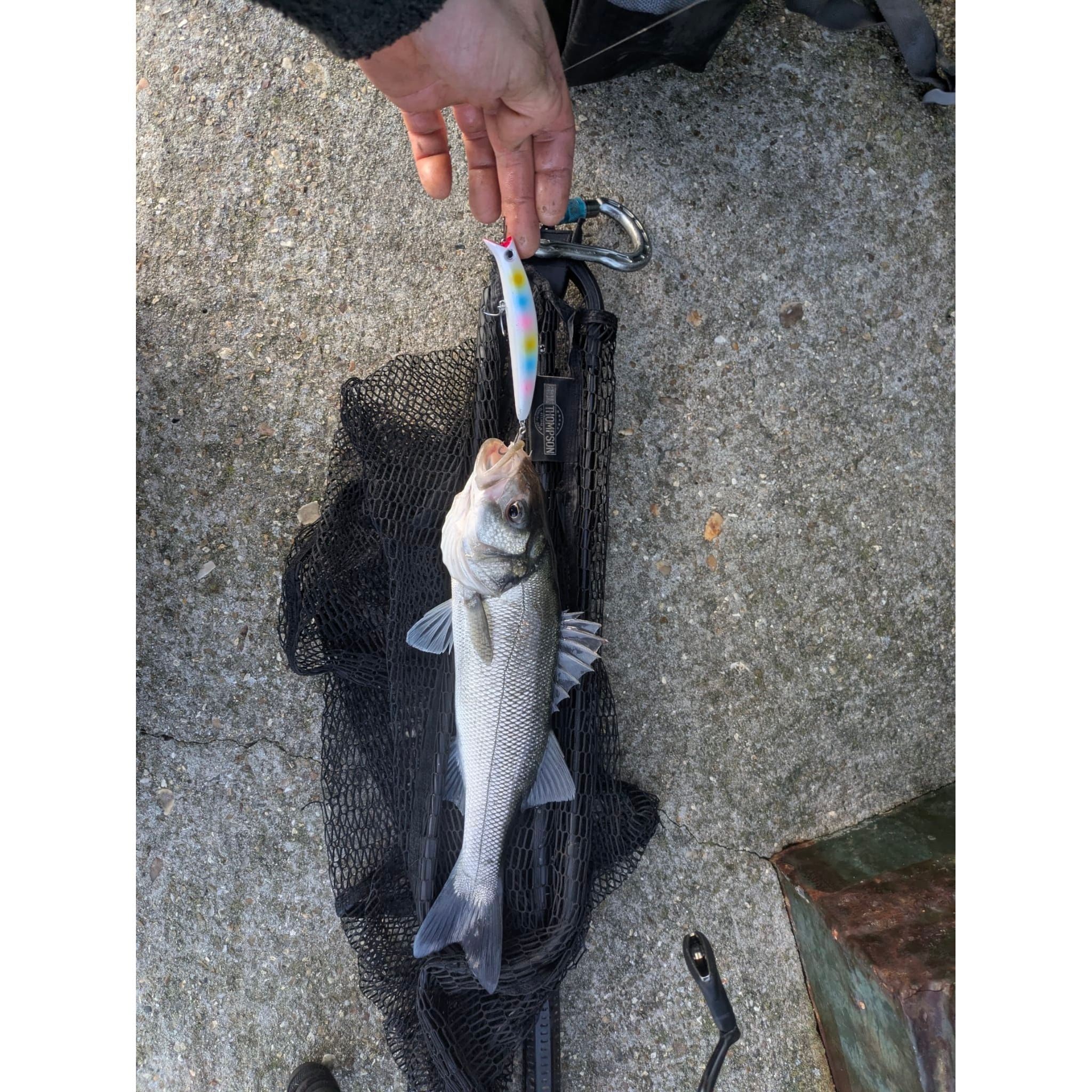 Medium Shallow Diving 2m Bass Lure 110mm 15g