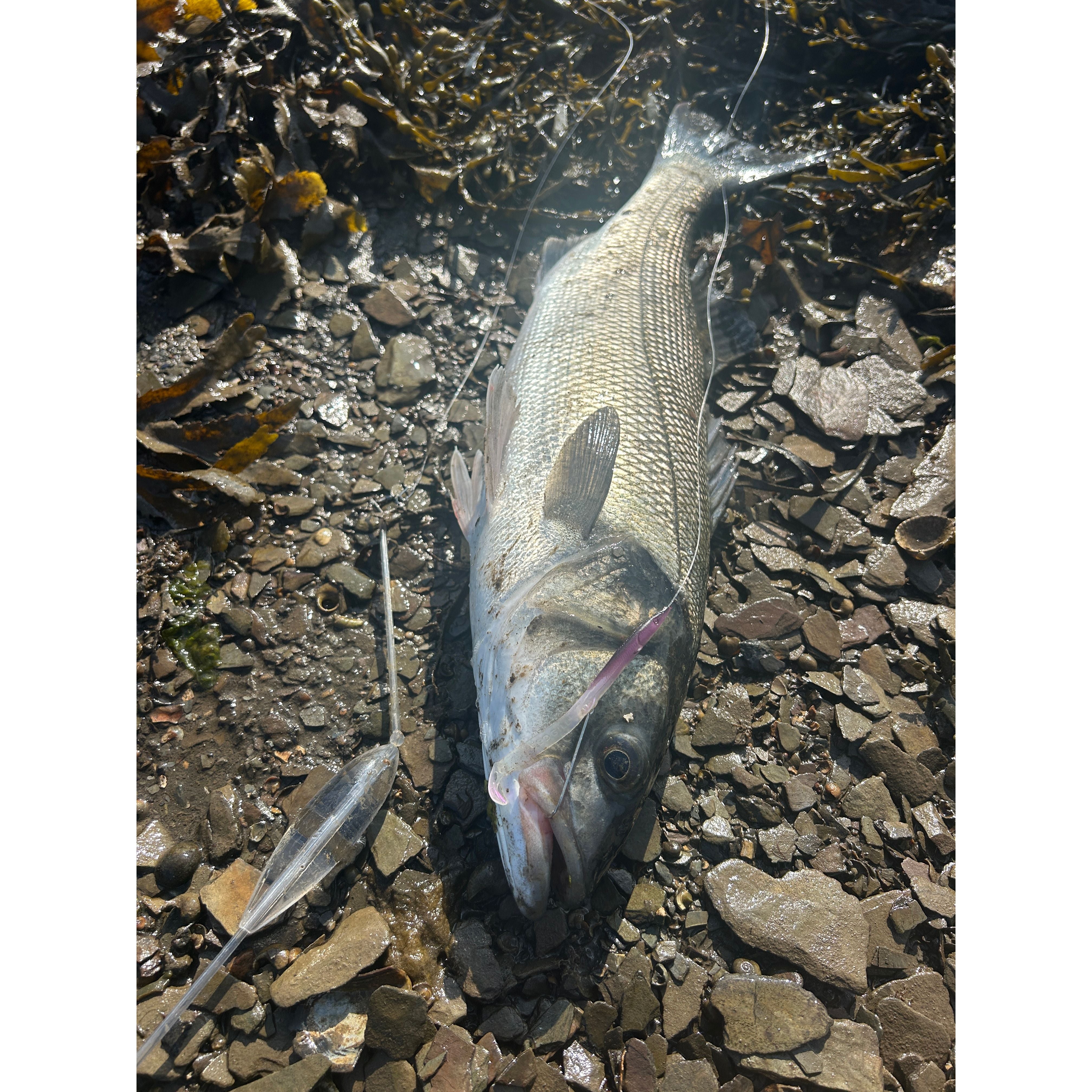 Red Gill Original Teaser, Rascal, Catcher & Flasher Bass Lure Sets