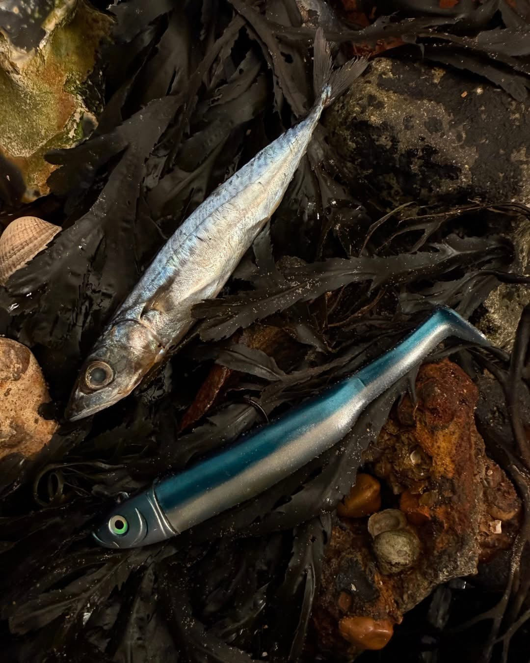 Drift Weedless Shoal Shad Double Combo Bass Lure
