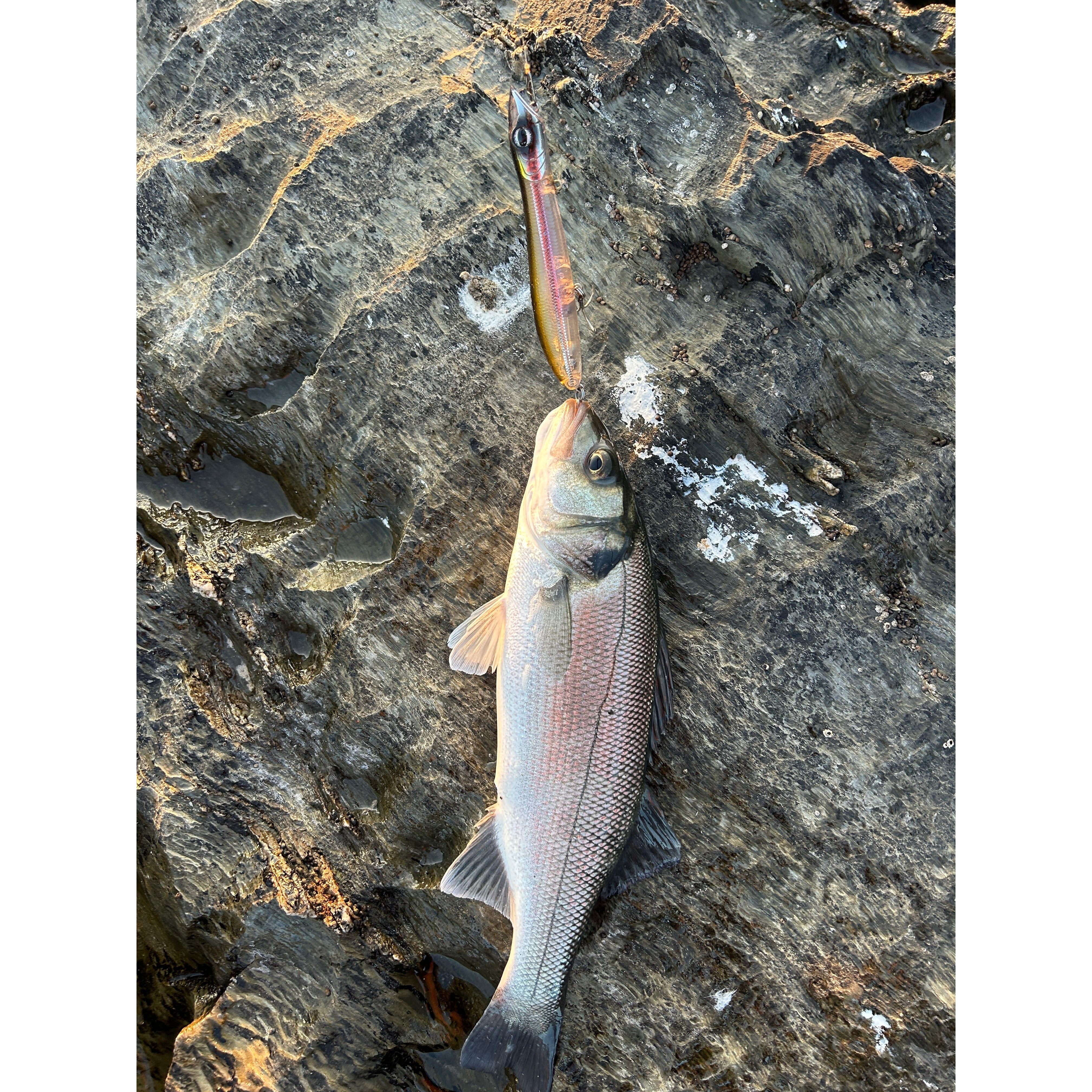 Medium Surface Topwater Bass Lure 125mm 19g
