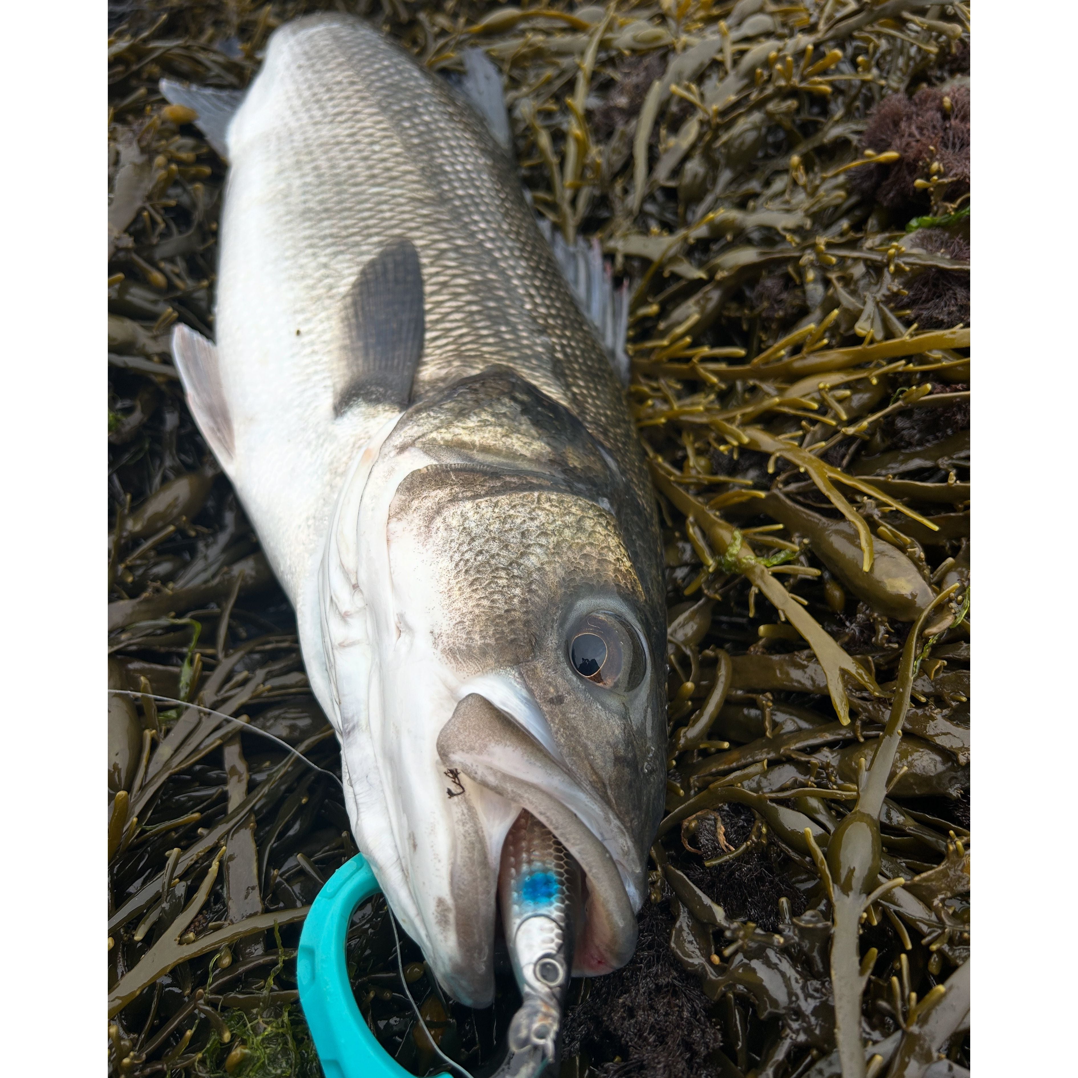 Medium & Small Sub Surface Ranger 0.5m Bass Lure - Bass Lures UK