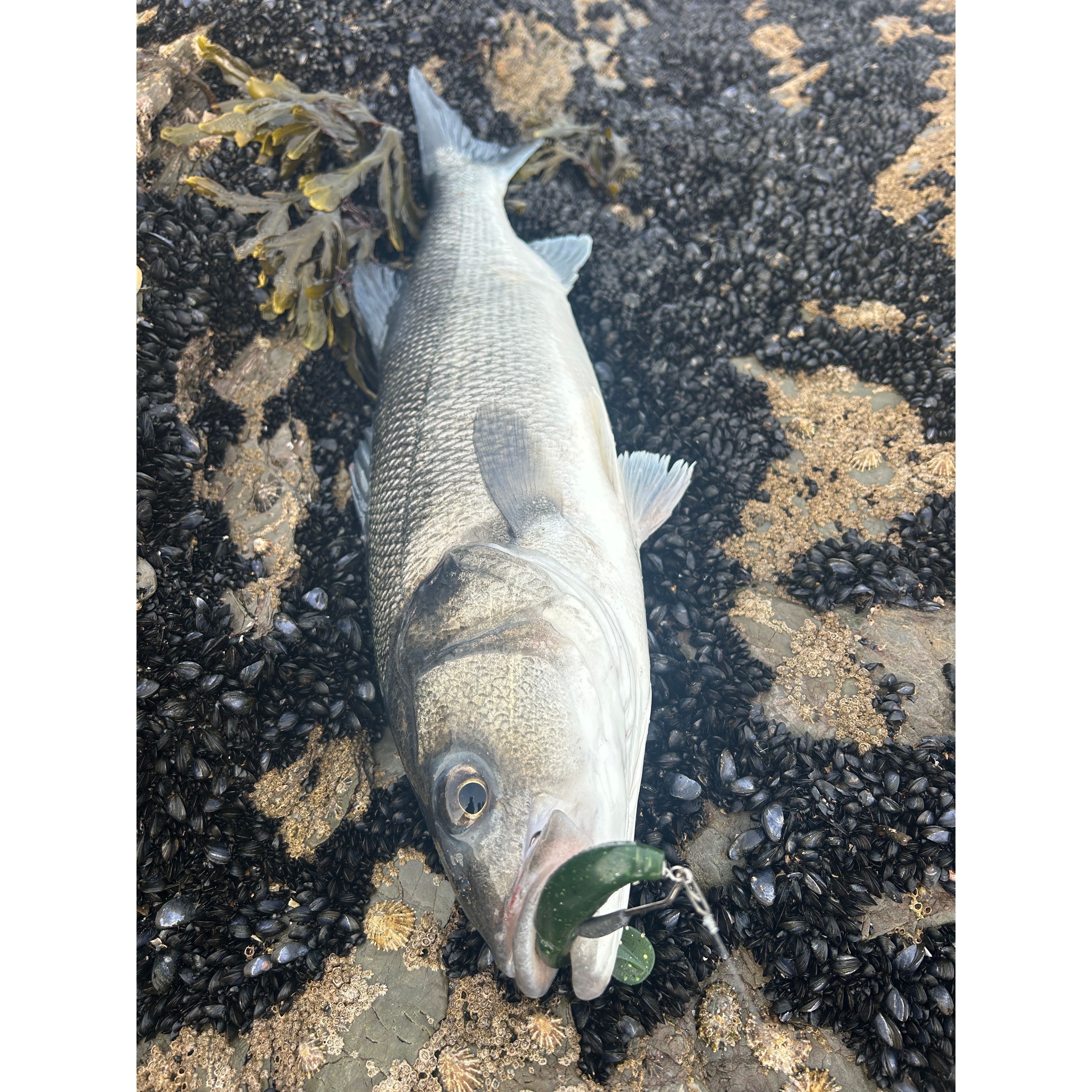 4” Handmade Cornish Split Shad Bass Lure Sets (The Locals Lure)