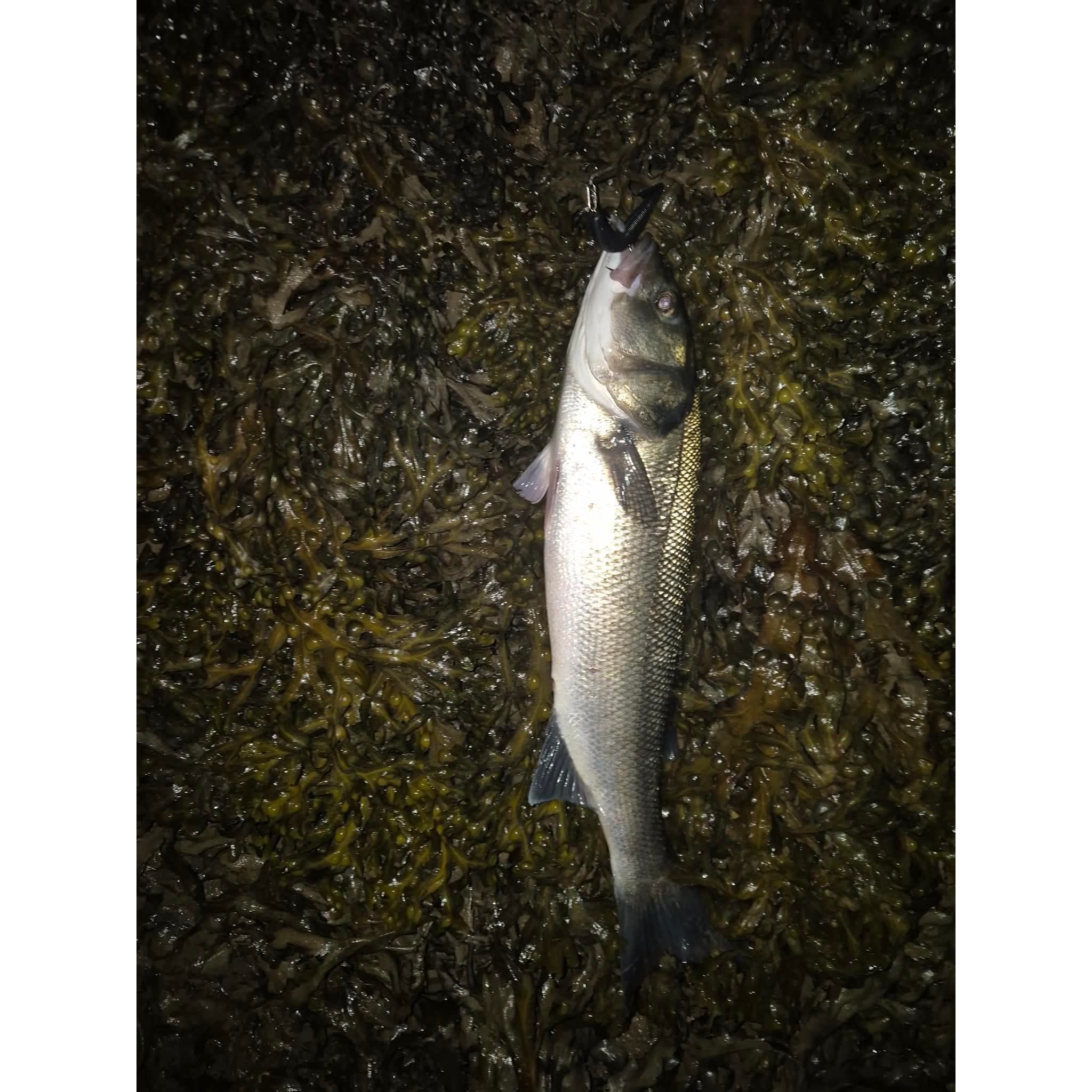 5” Handmade Cornish Worm Bass Lure Sets