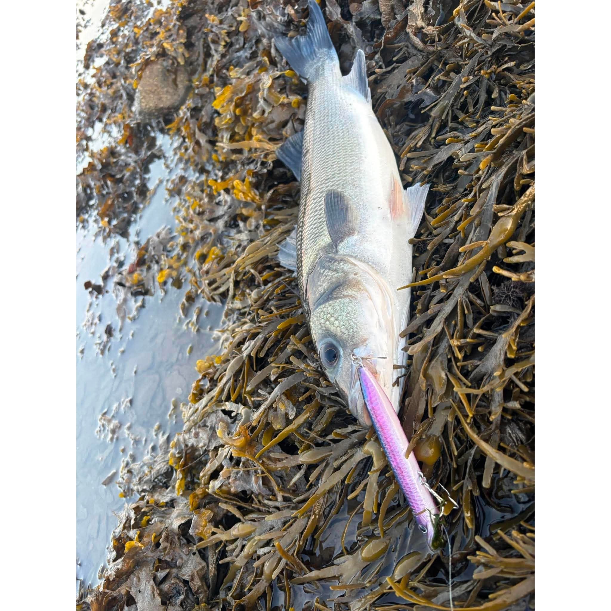 Drift Surf Minnow Medium Topwater Surface Bass Lure 125mm 20g