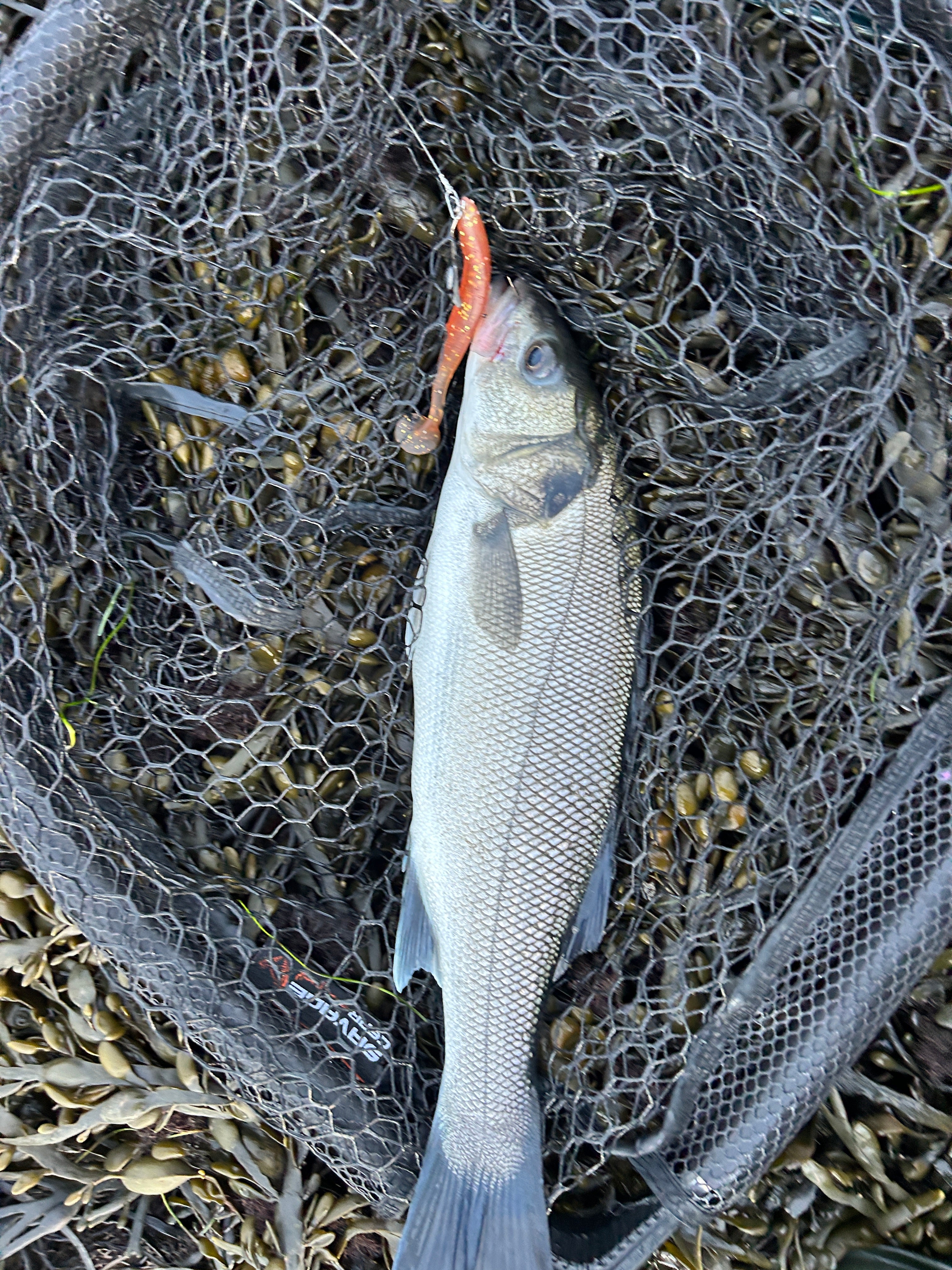 4.5” Handmade Cornish Shads Bass Lure Sets