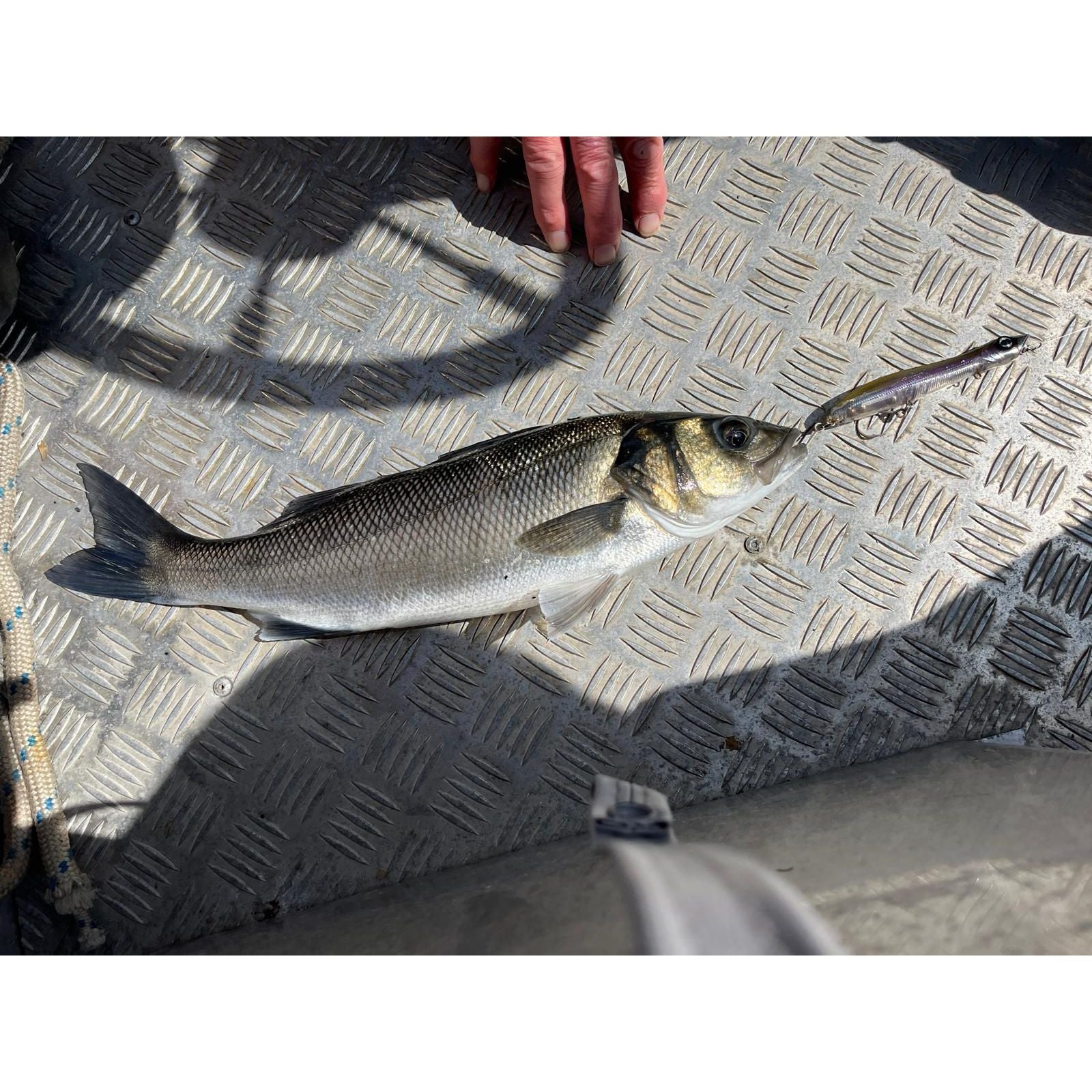 Medium Surface Topwater Bass Lure 125mm 19g - Bass Lures UK