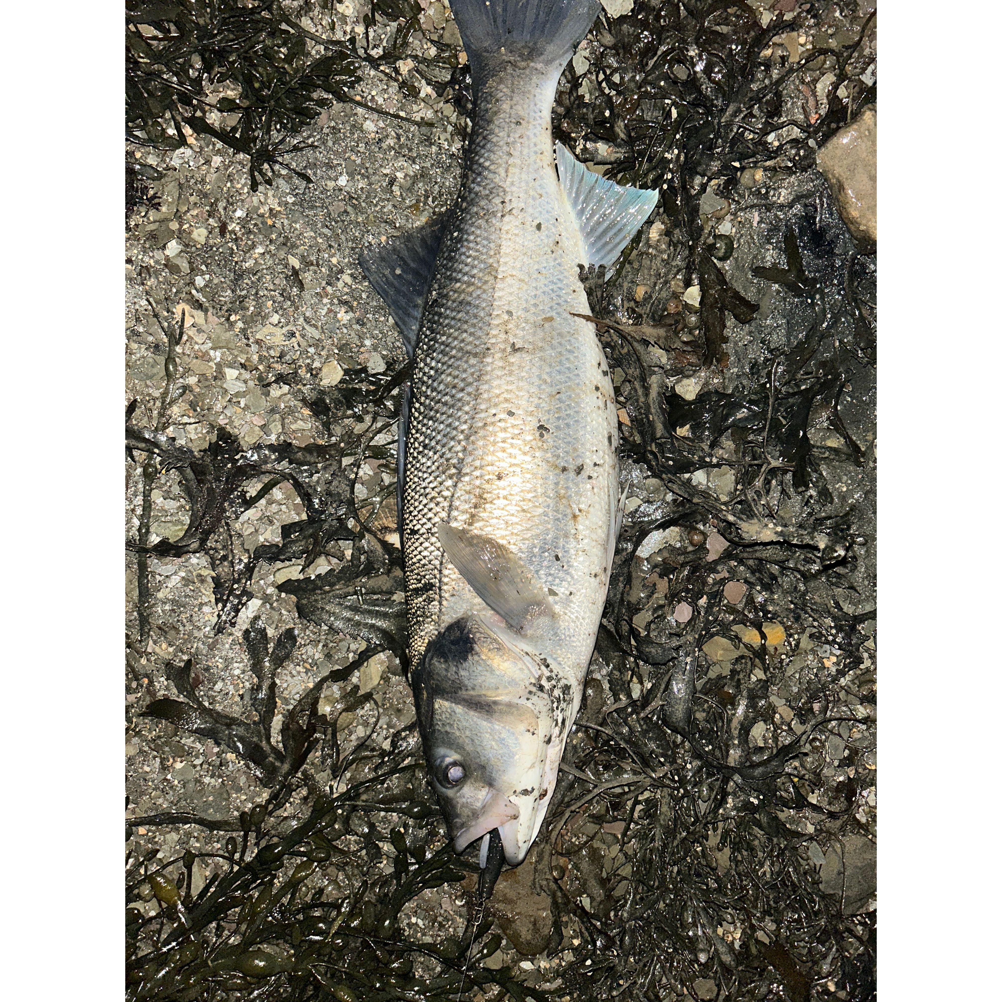 4” Handmade Cornish Split Shad Bass Lure Sets (NEW 2026)