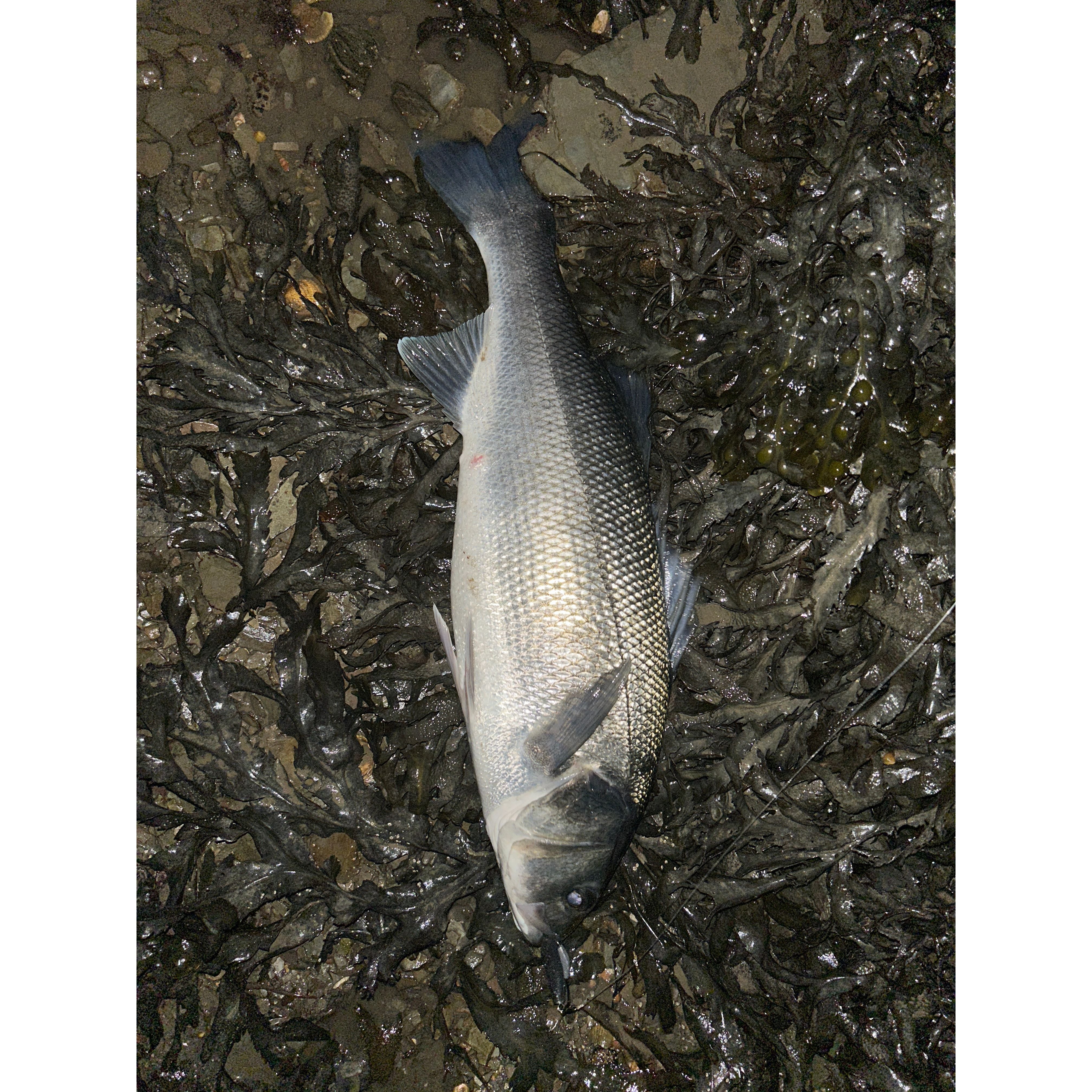 4” Handmade Cornish Split Shad Bass Lure Sets (NEW)