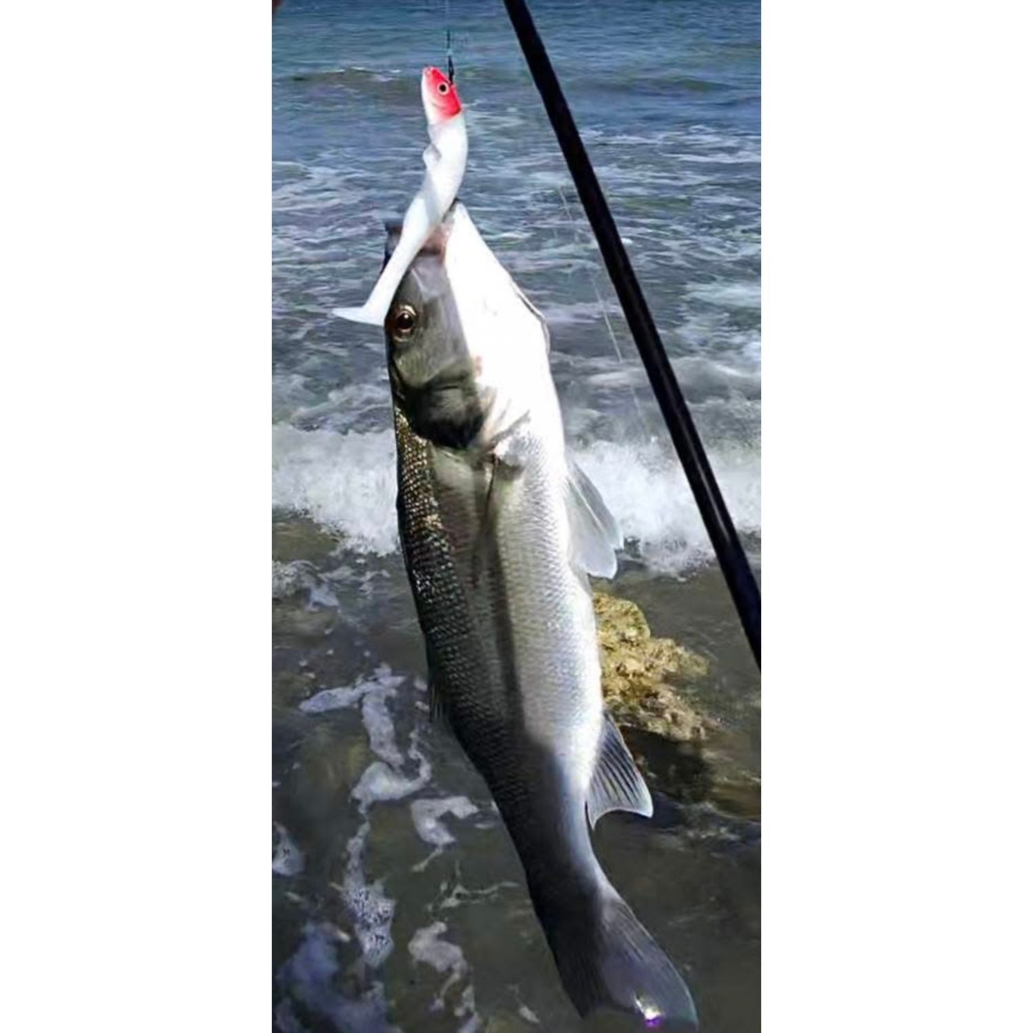 Drift Weedless Shoal Shad Double Combo Bass Lure