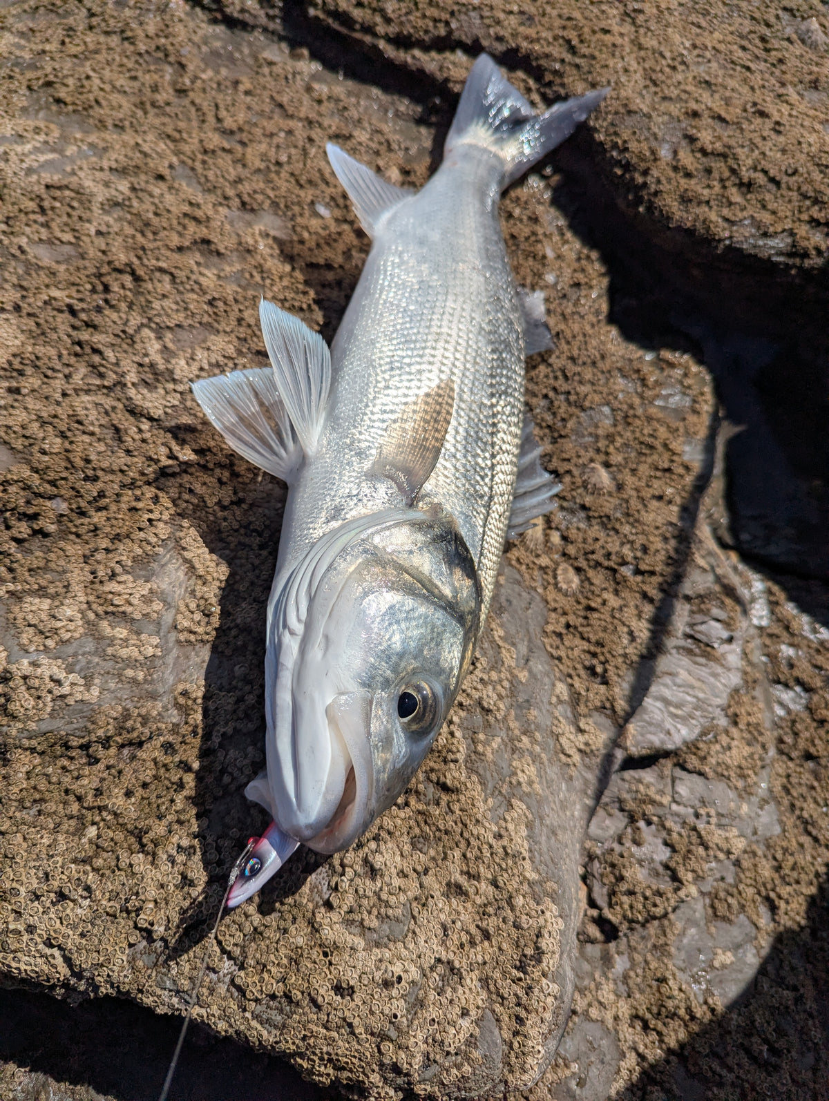 Weighted Sandeel Bass Lure 140mm & 110mm