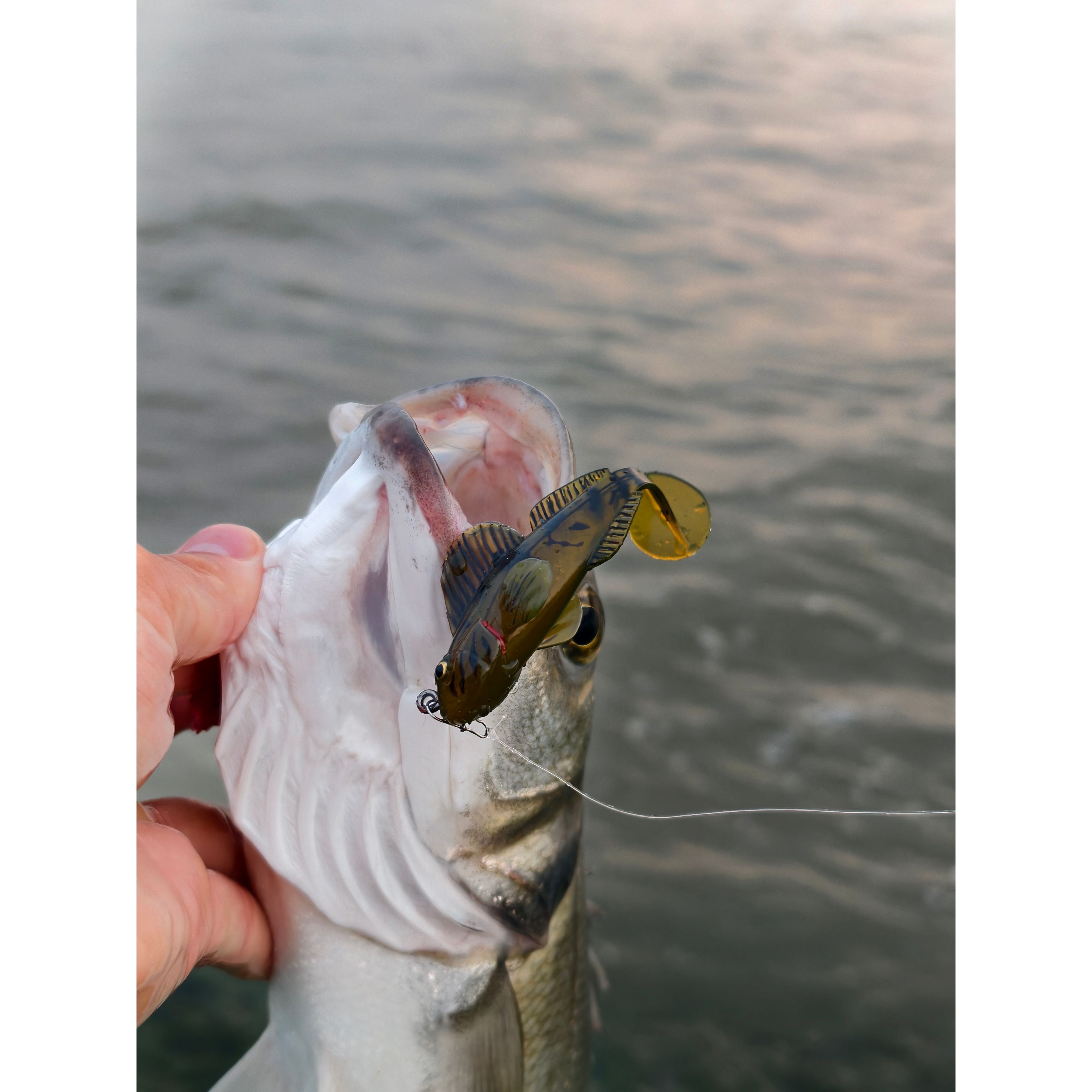 Live Target Goby 2.0 Rigged Creature Bait