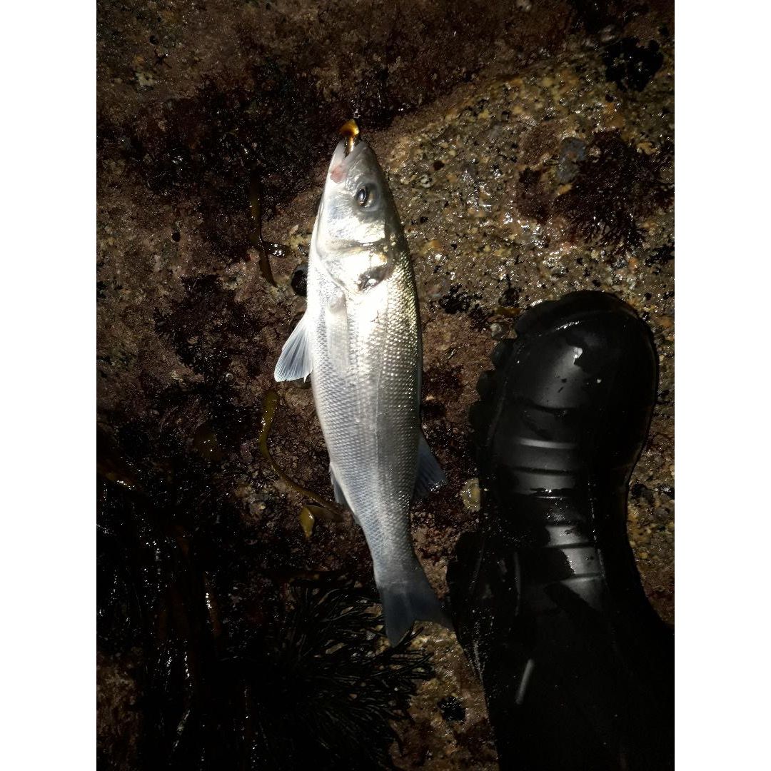 Live Target Fleeing Shrimp Soft Plastic Bass/Guilt Head Bream Jig