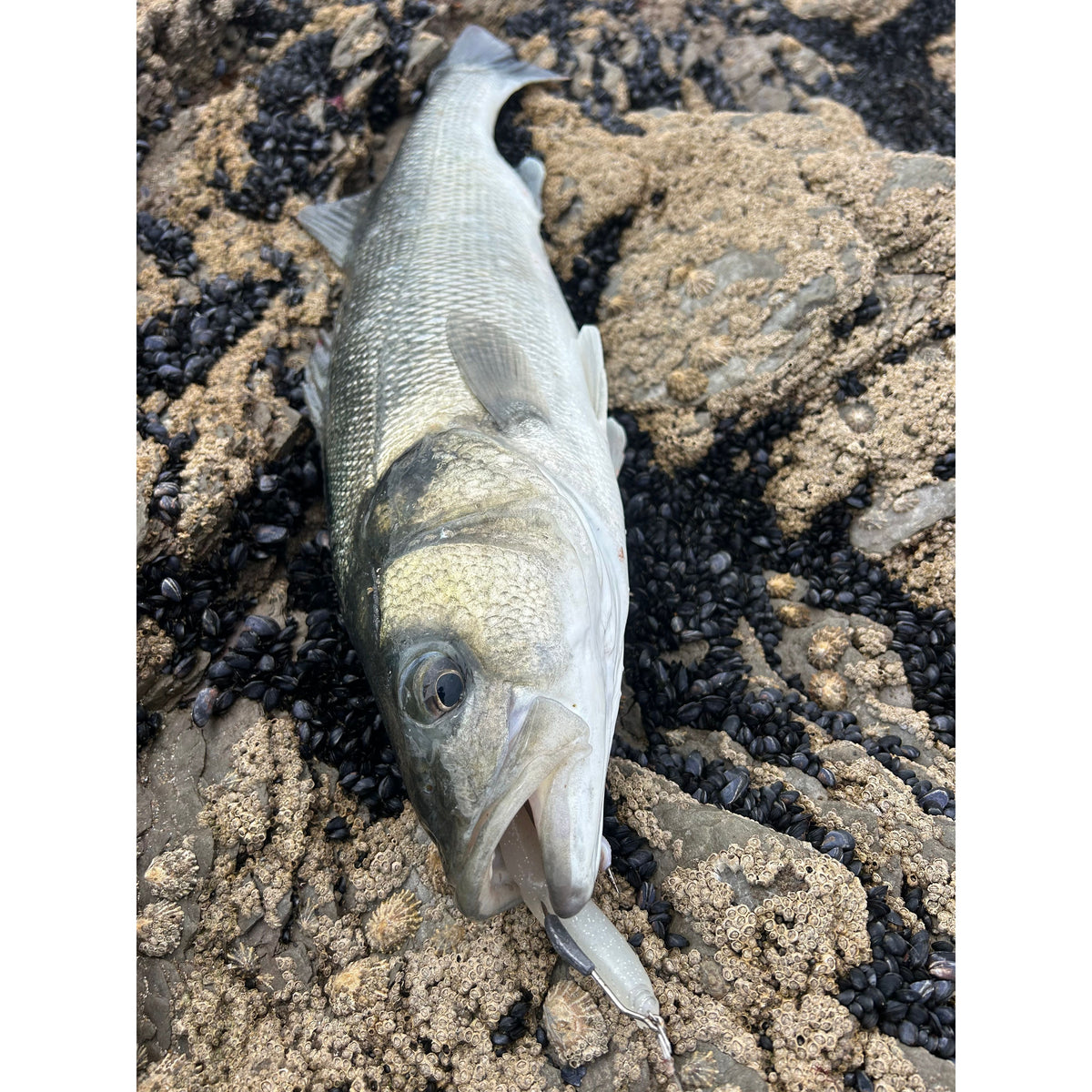 4” Handmade Cornish Split Shad Bass Lure Sets (The Locals Lure)