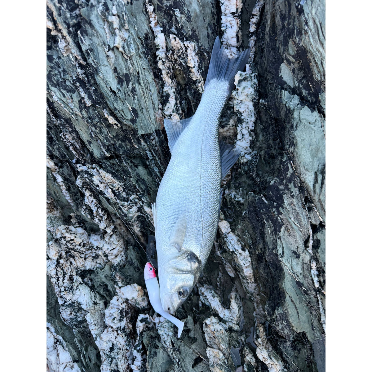 Drift Weedless Shoal Shad Double Combo Bass Lure