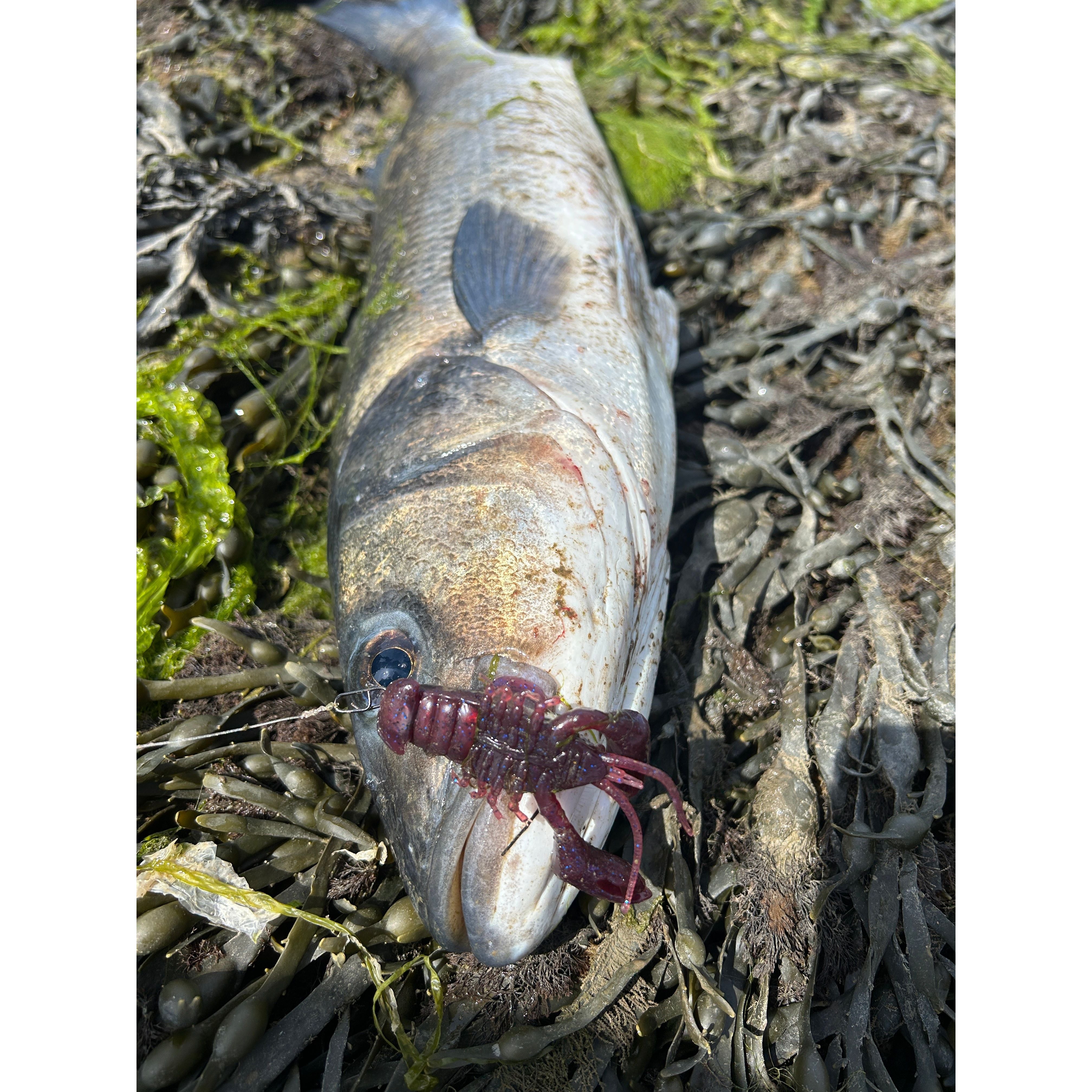 Small Creature Bait Bass Lures & Sets