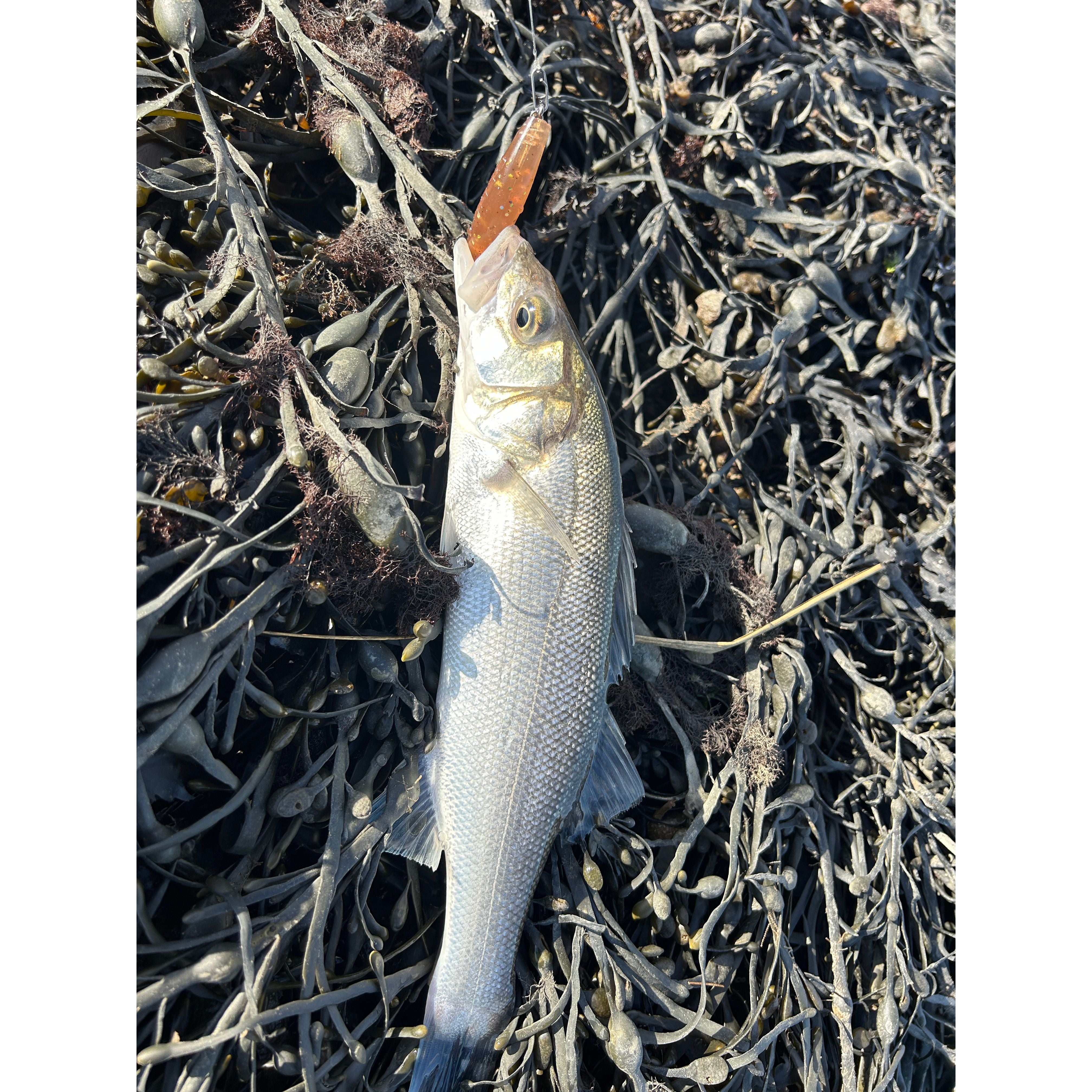 4” Handmade Cornish Split Shad Bass Lure Sets (NEW)