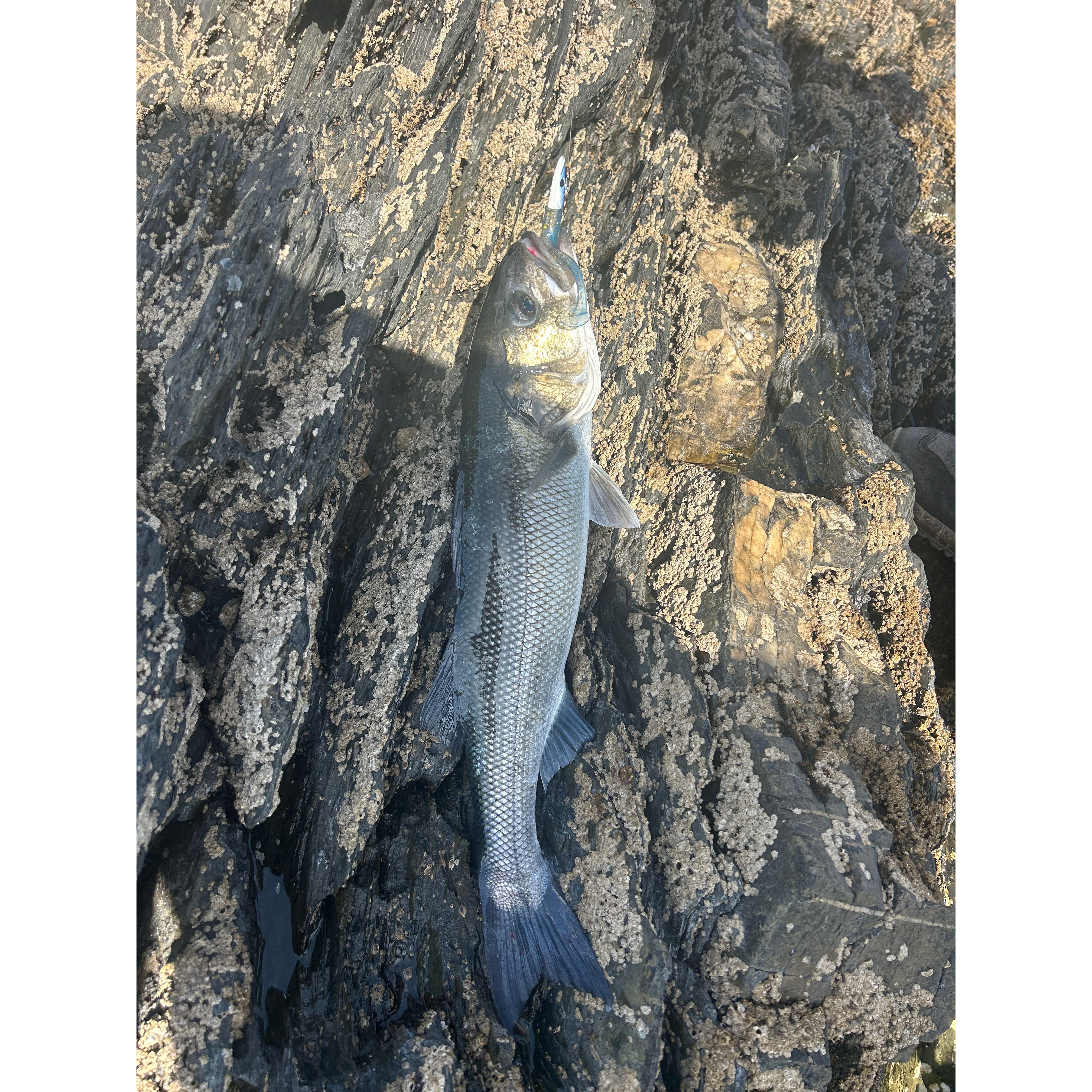 Weighted Eel Bass Lure 130mm 21g