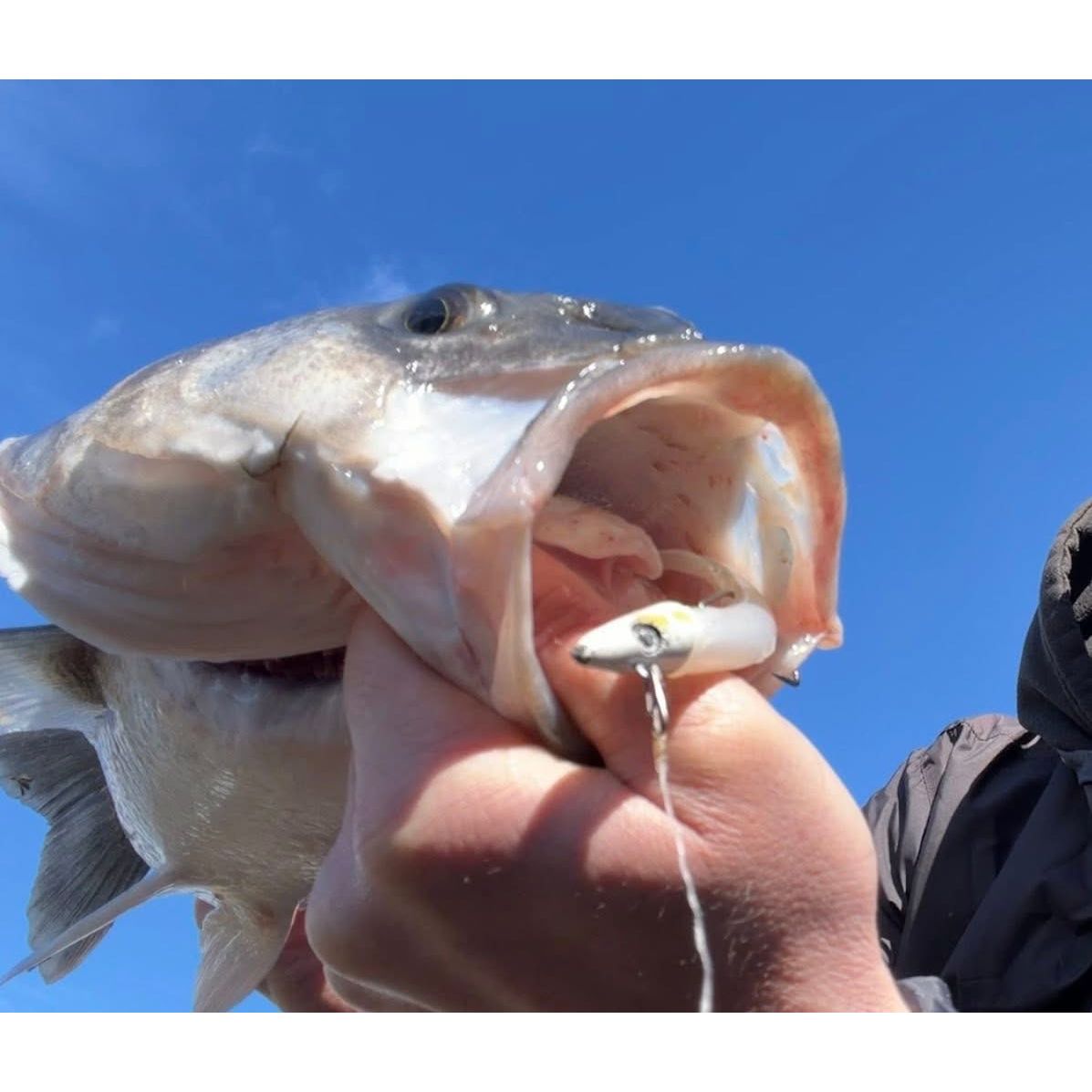 Drift DRX Weedless Sandeel Double Combo Bass Lure