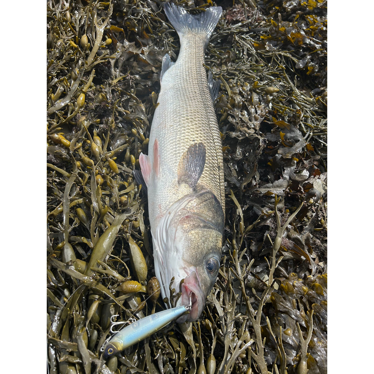 Small Surface Dog Bass Lure