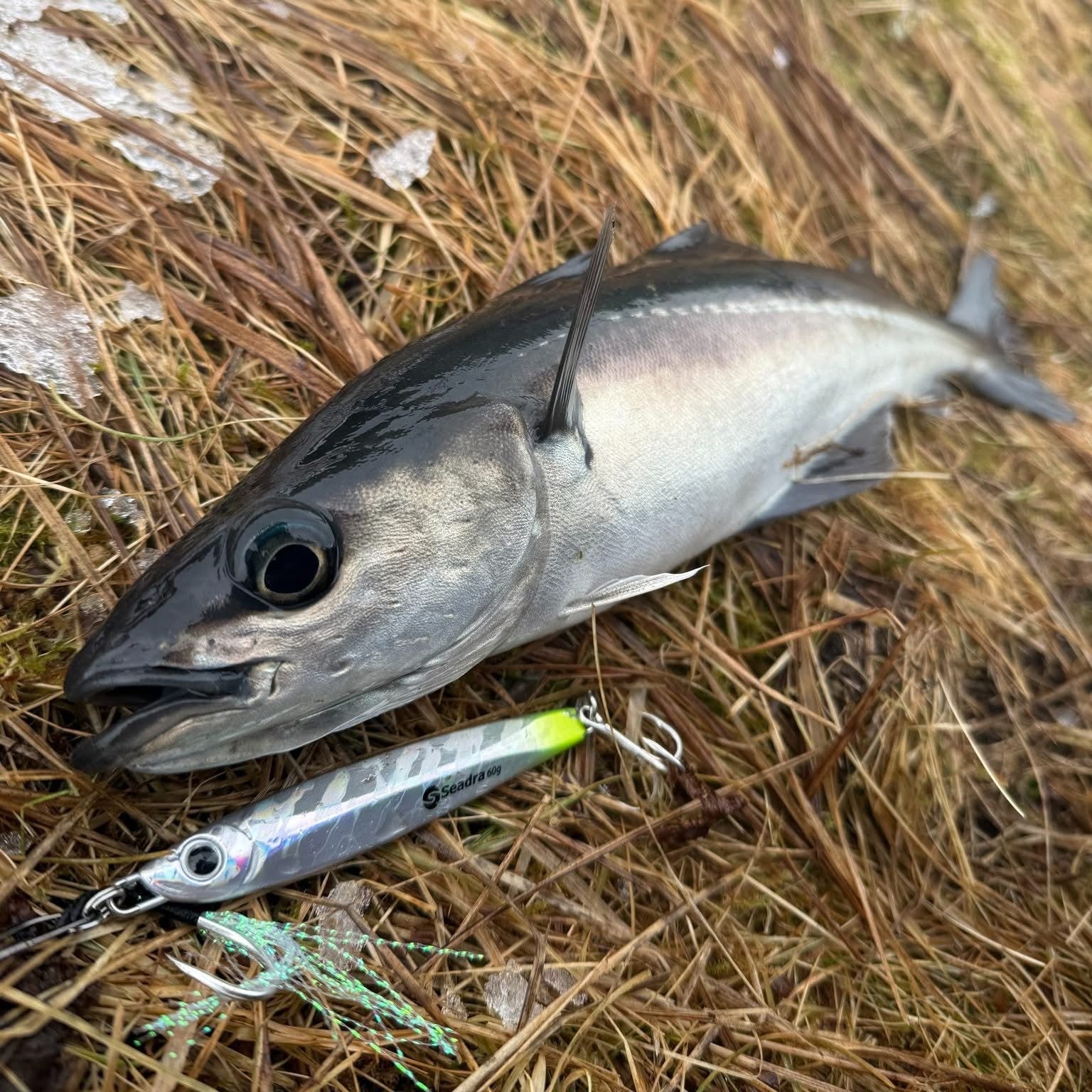 Seadra Aqua-Bullet Bait Fish Casting Bass Jig