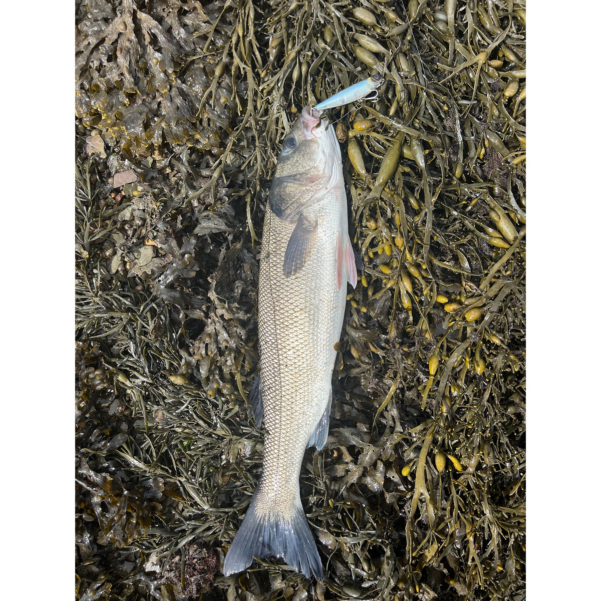 Small Surface Dog Bass Lure