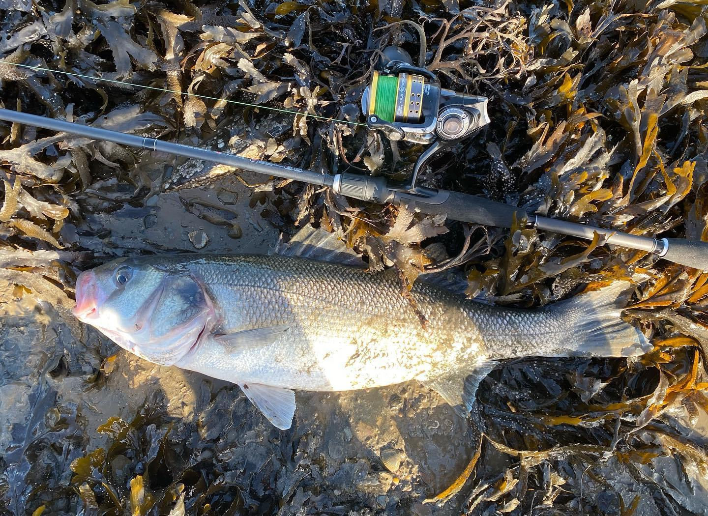 4.5” Handmade Cornish Shads Bass Lure Sets