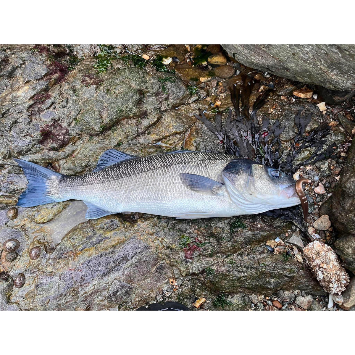 6” Handmade Cornish Slug Bass Lure Sets